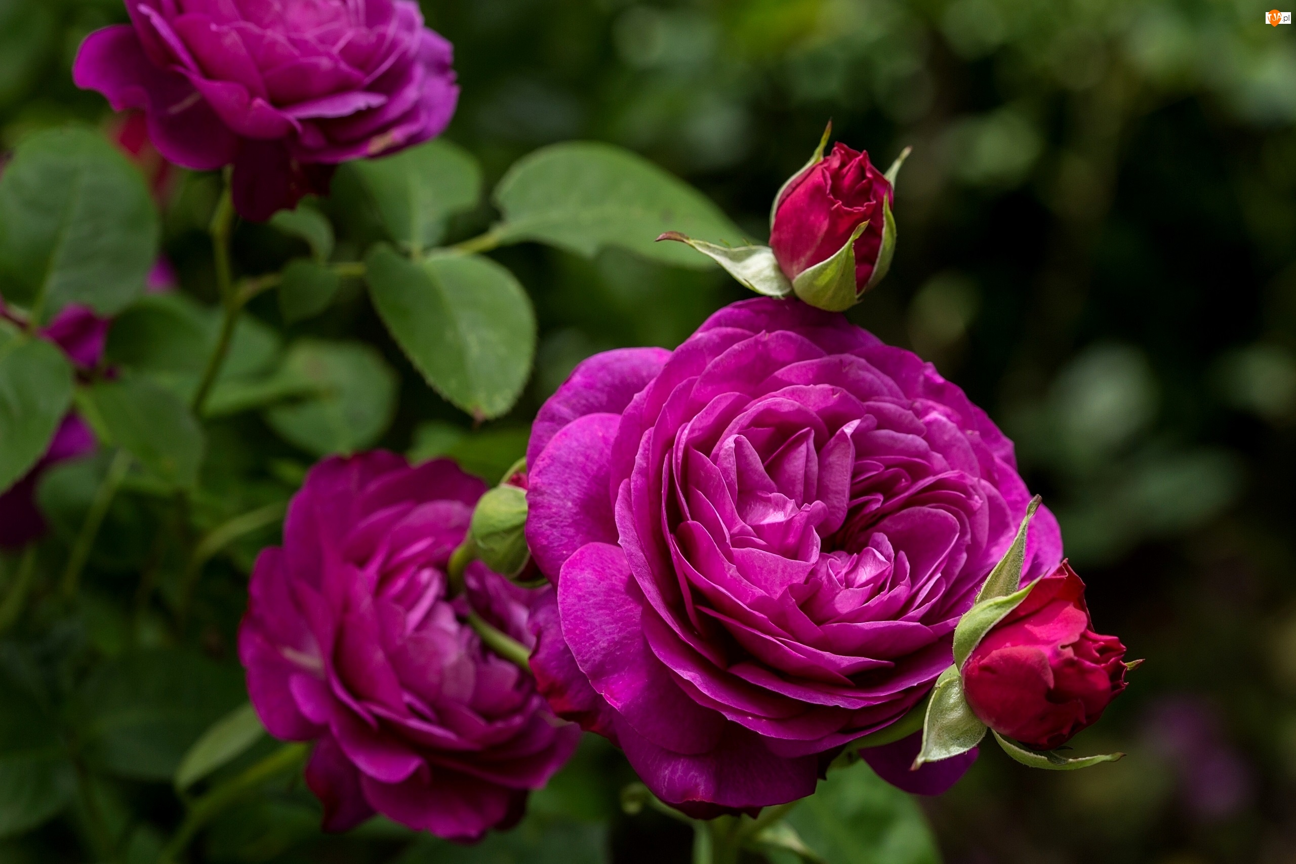 Róża Heidi Klum, Pąki
