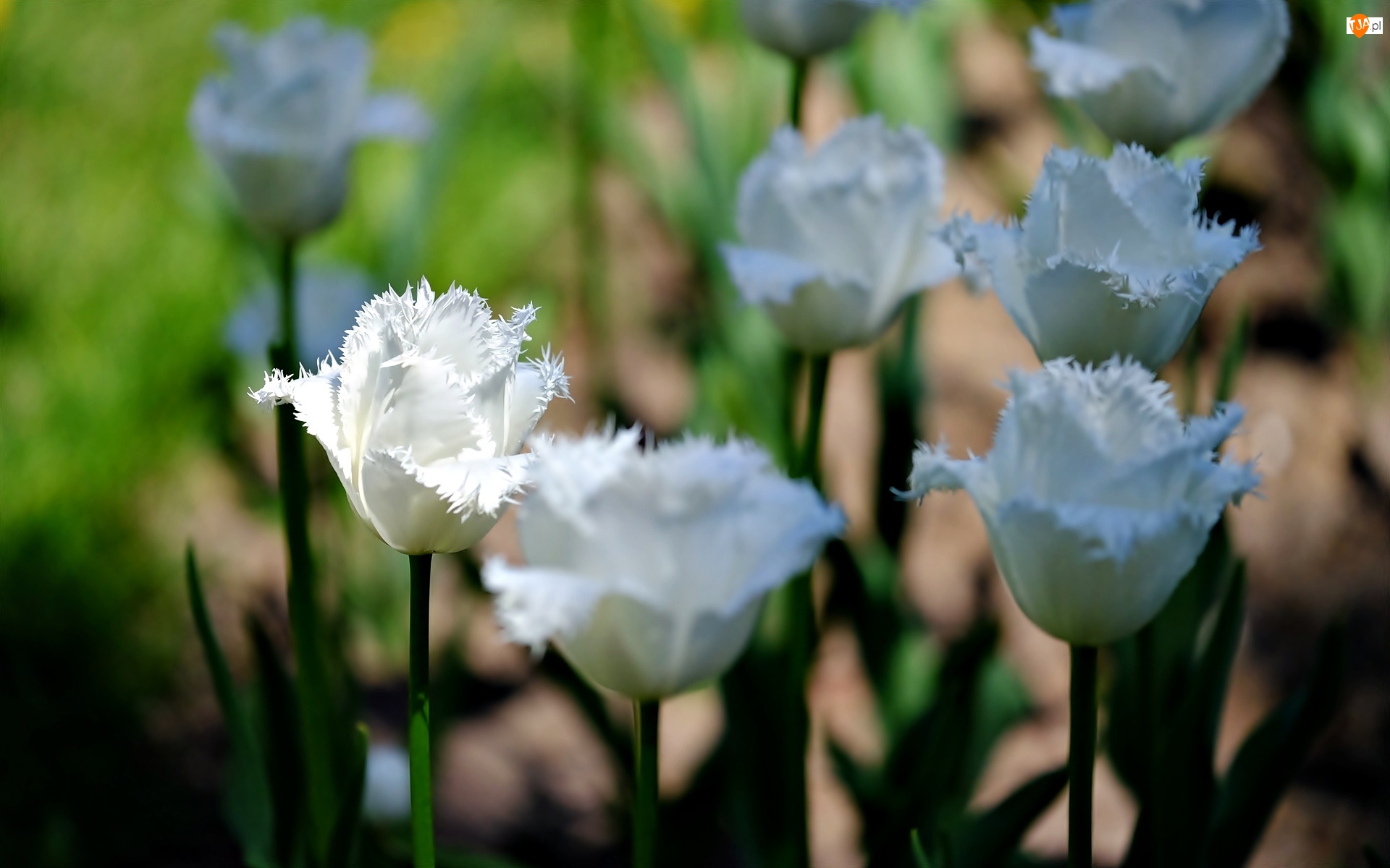 Białe, Tulipany