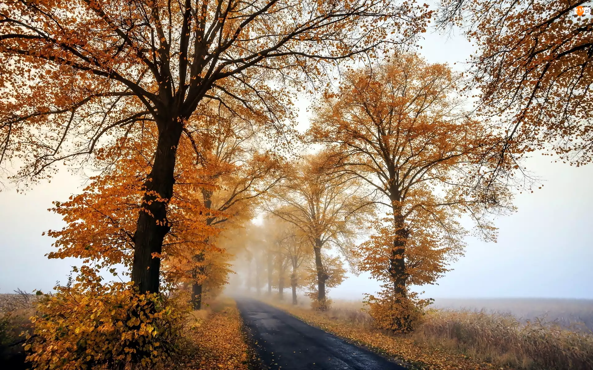 Jesień, Droga, Drzewa, Mgła