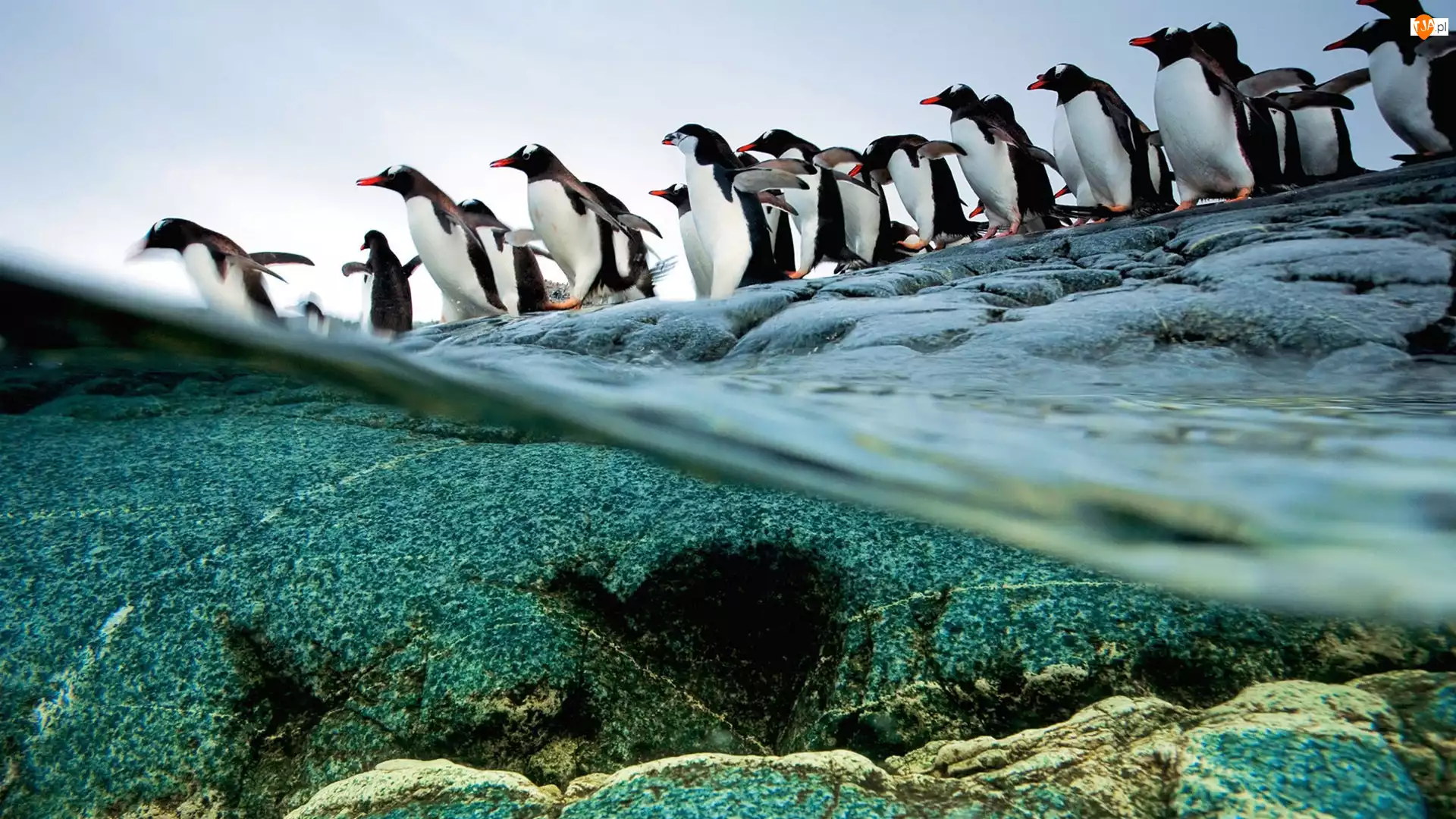 Pingwiny, Woda