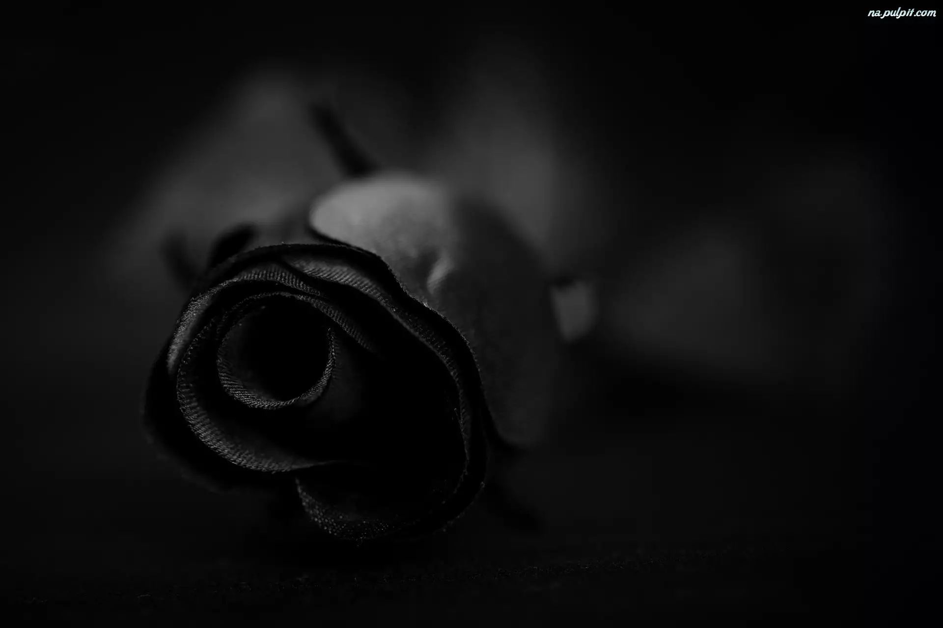 Czarna, Kwiat, Róża