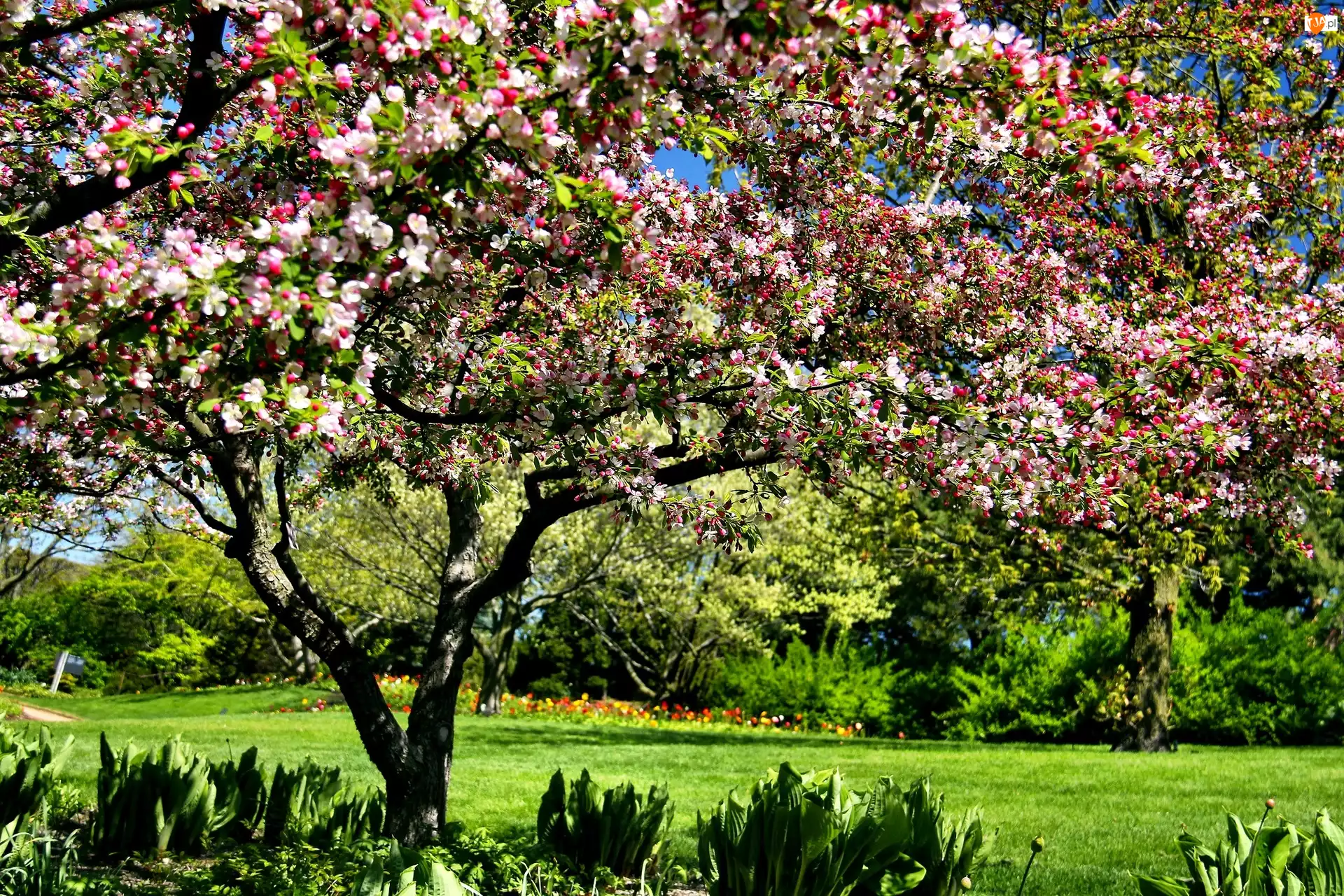 Wiosna, Ogród Botaniczny, Chicago