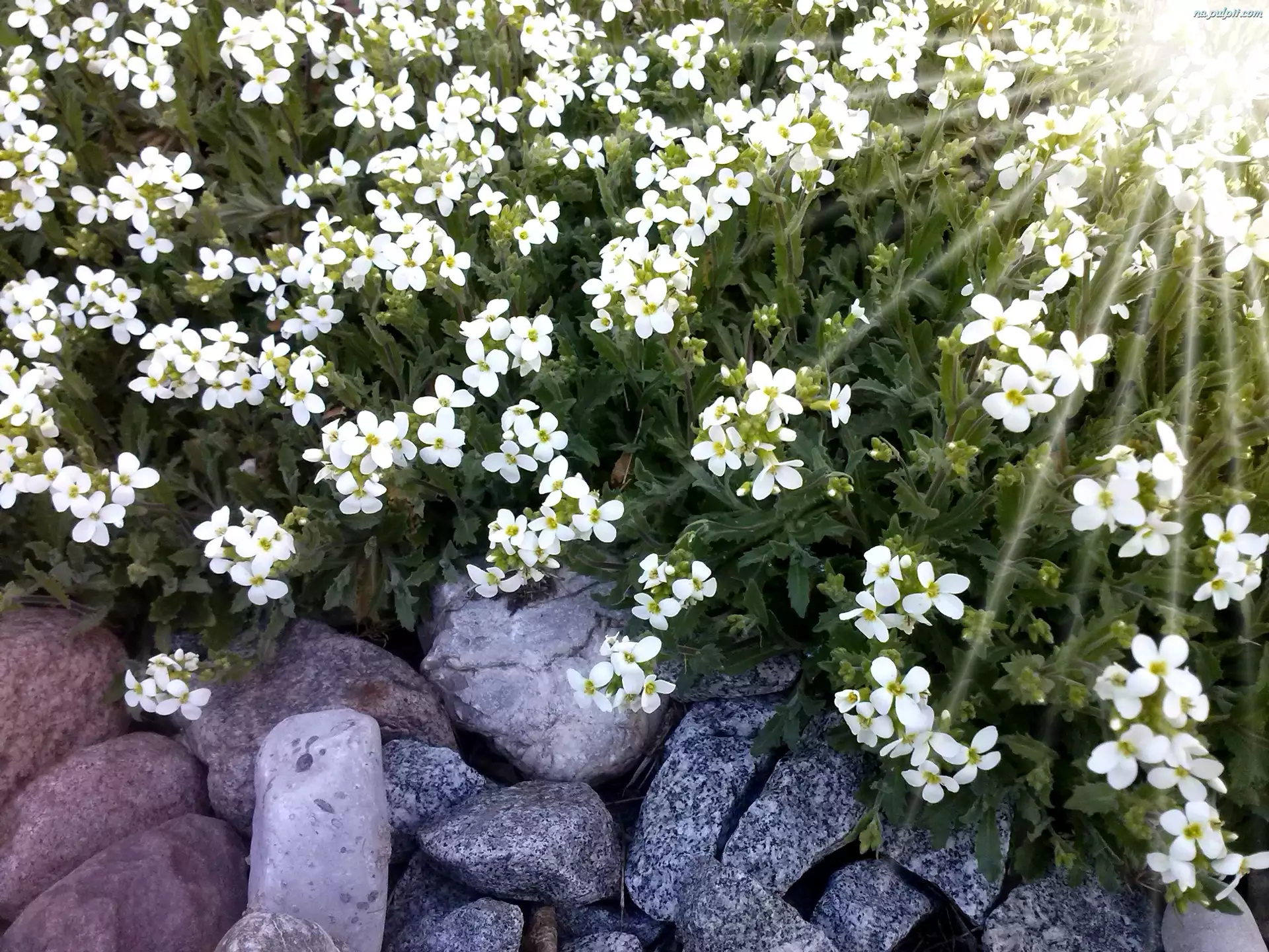 Kwiaty, Kamienie, Białe