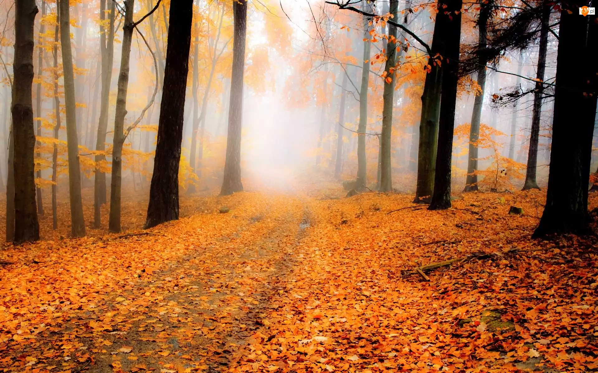 Drzewa, Mgła, Las, Jesień, Droga, Liście