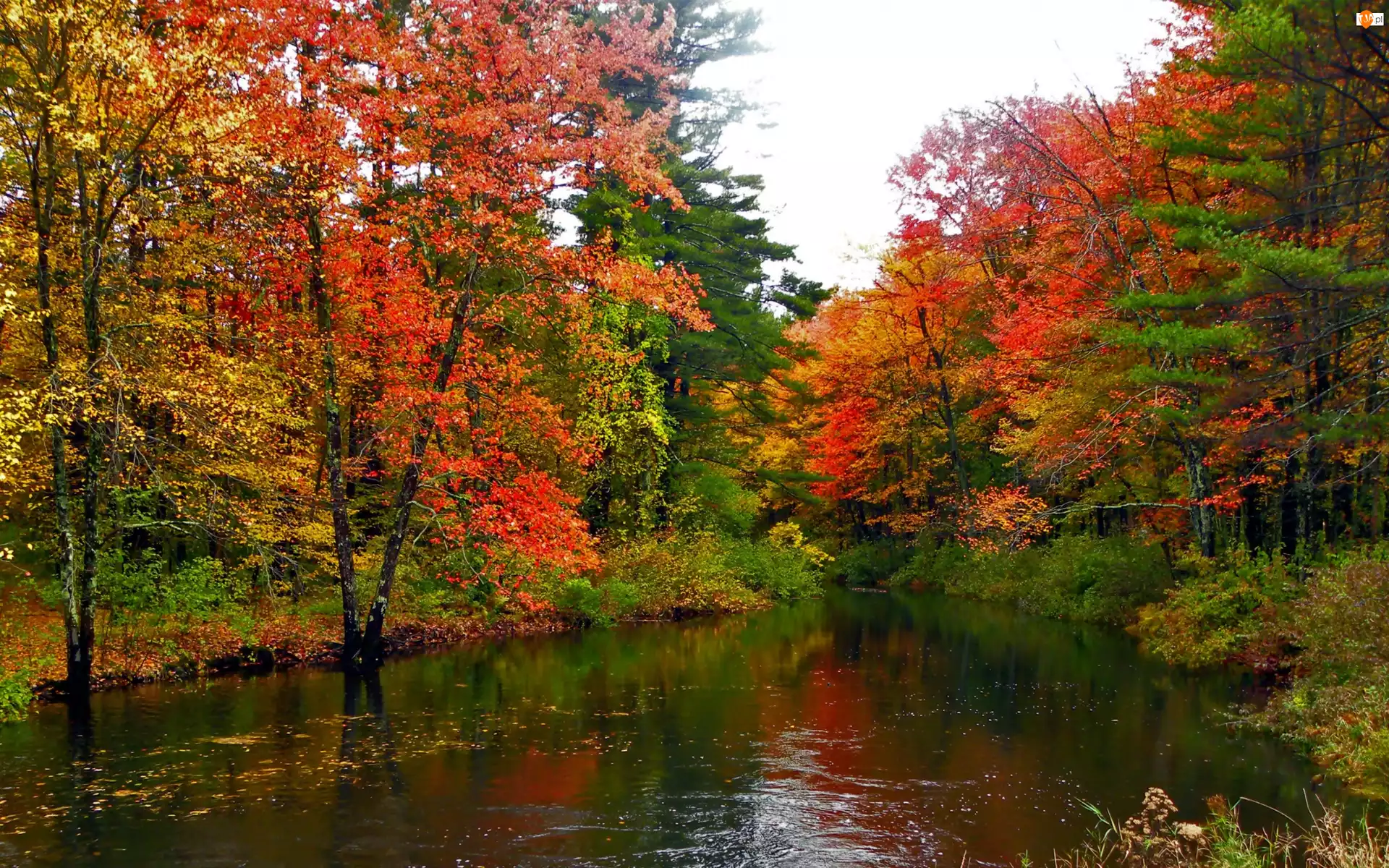 Drzewa, Jesień, Kolorowe, Rzeka, Park