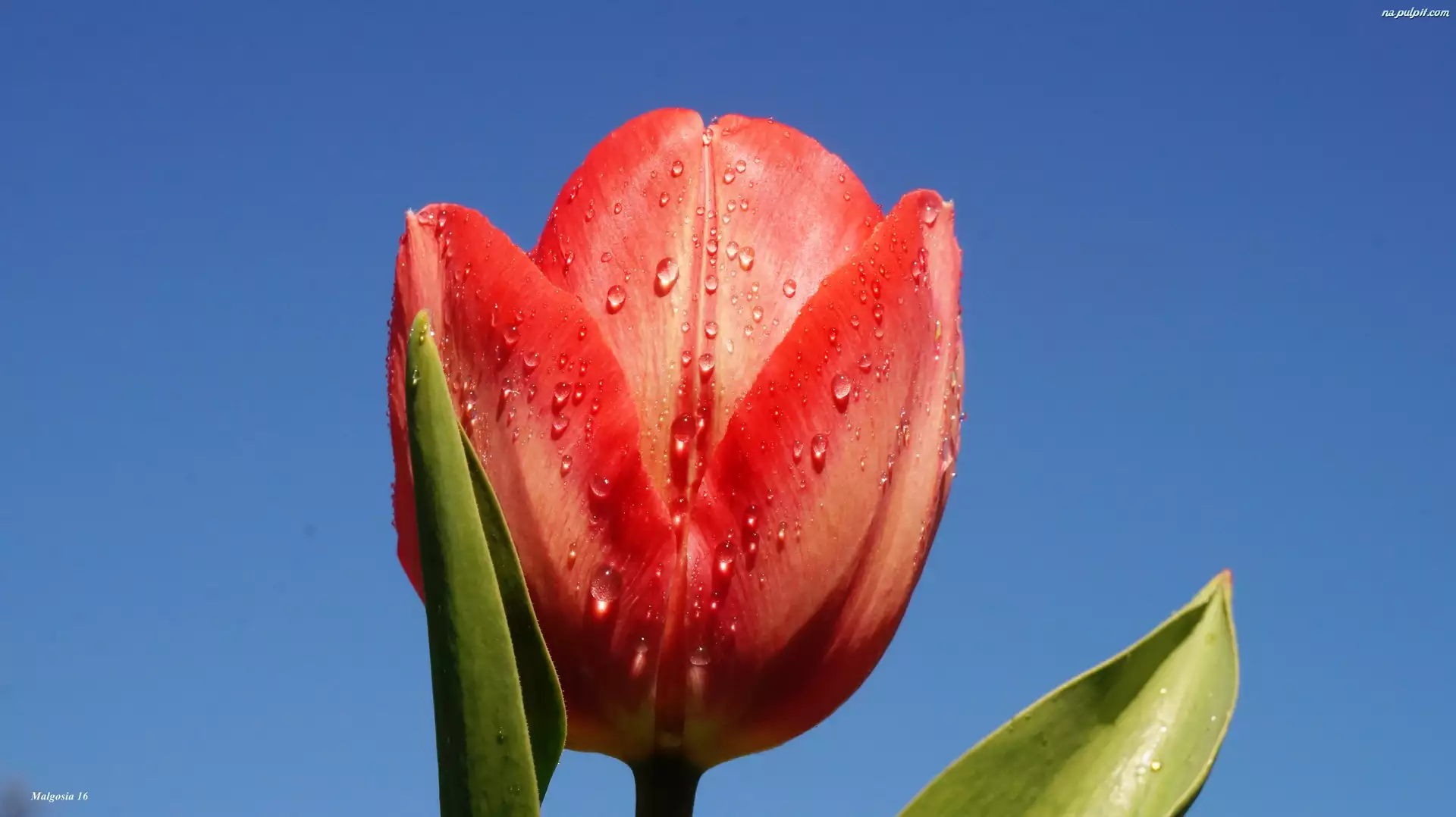 Tulipan, Niebo, Czerwony, Kwiat, Niebieskie