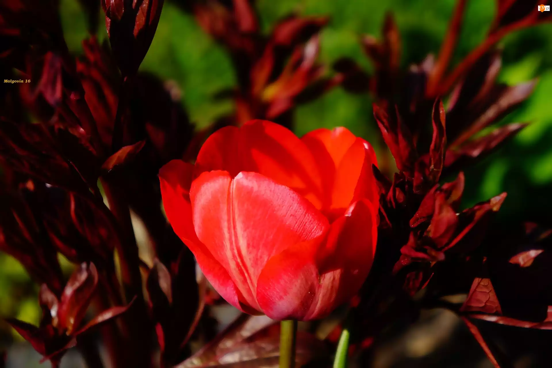Czerwony, Kwiat, Wiosna, Tulipan