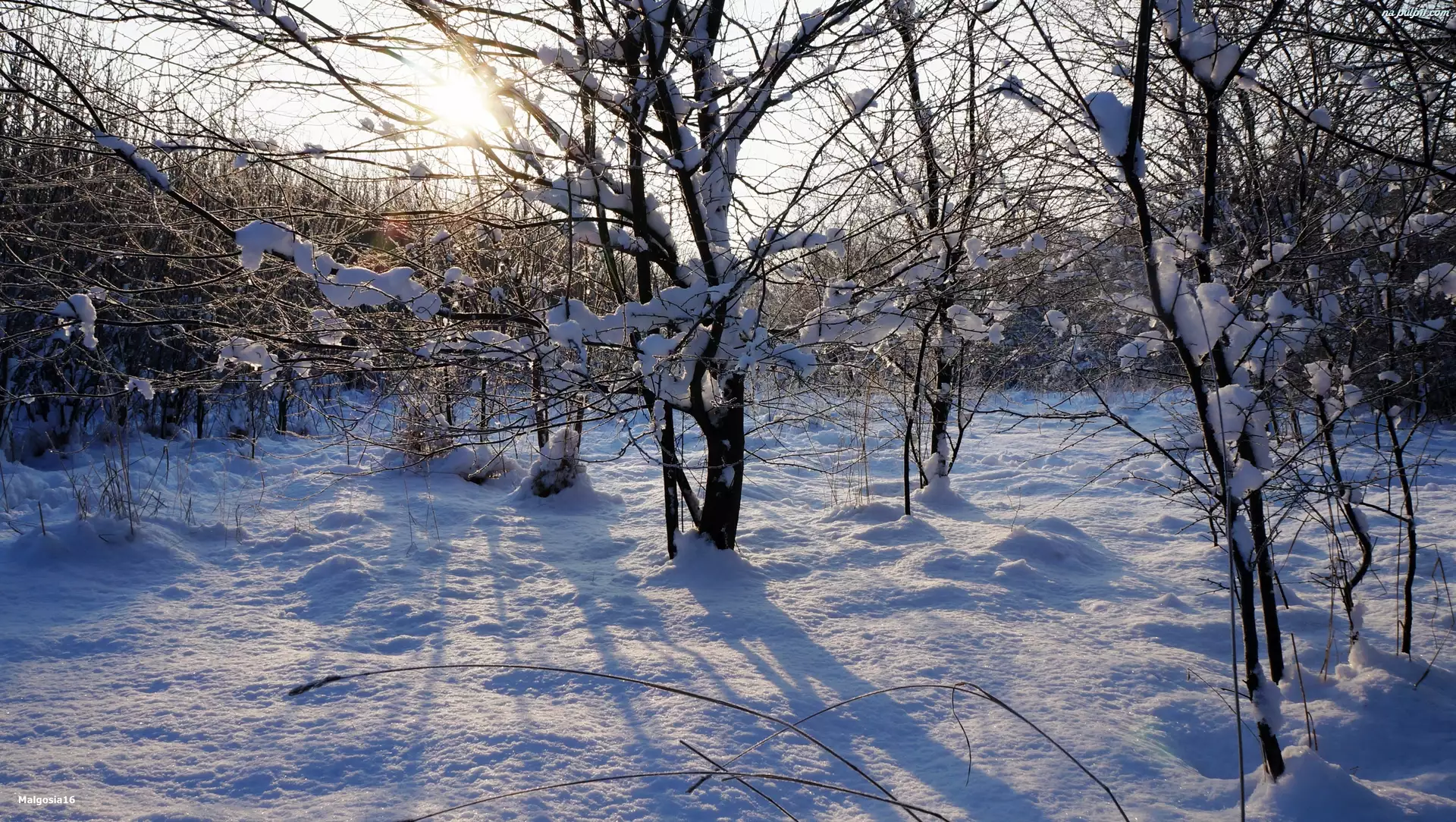 Śnieg, Przebijające Światło, Zima, Słońce, Drzewa, Gałęzie