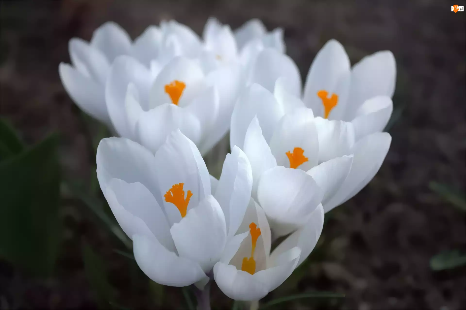 Kwiat, Krokus, Biały