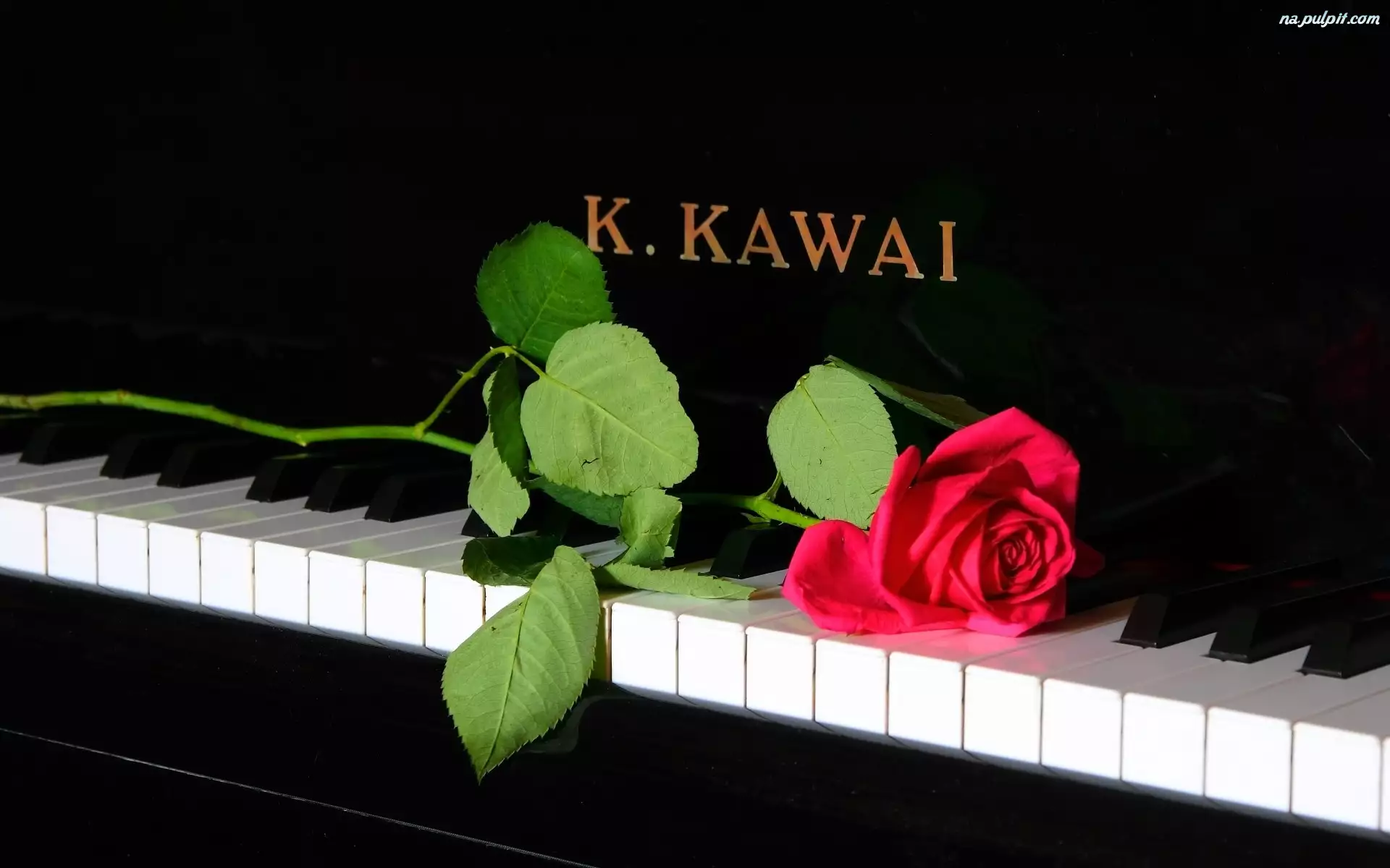 Pianino, Czerwona, Róża