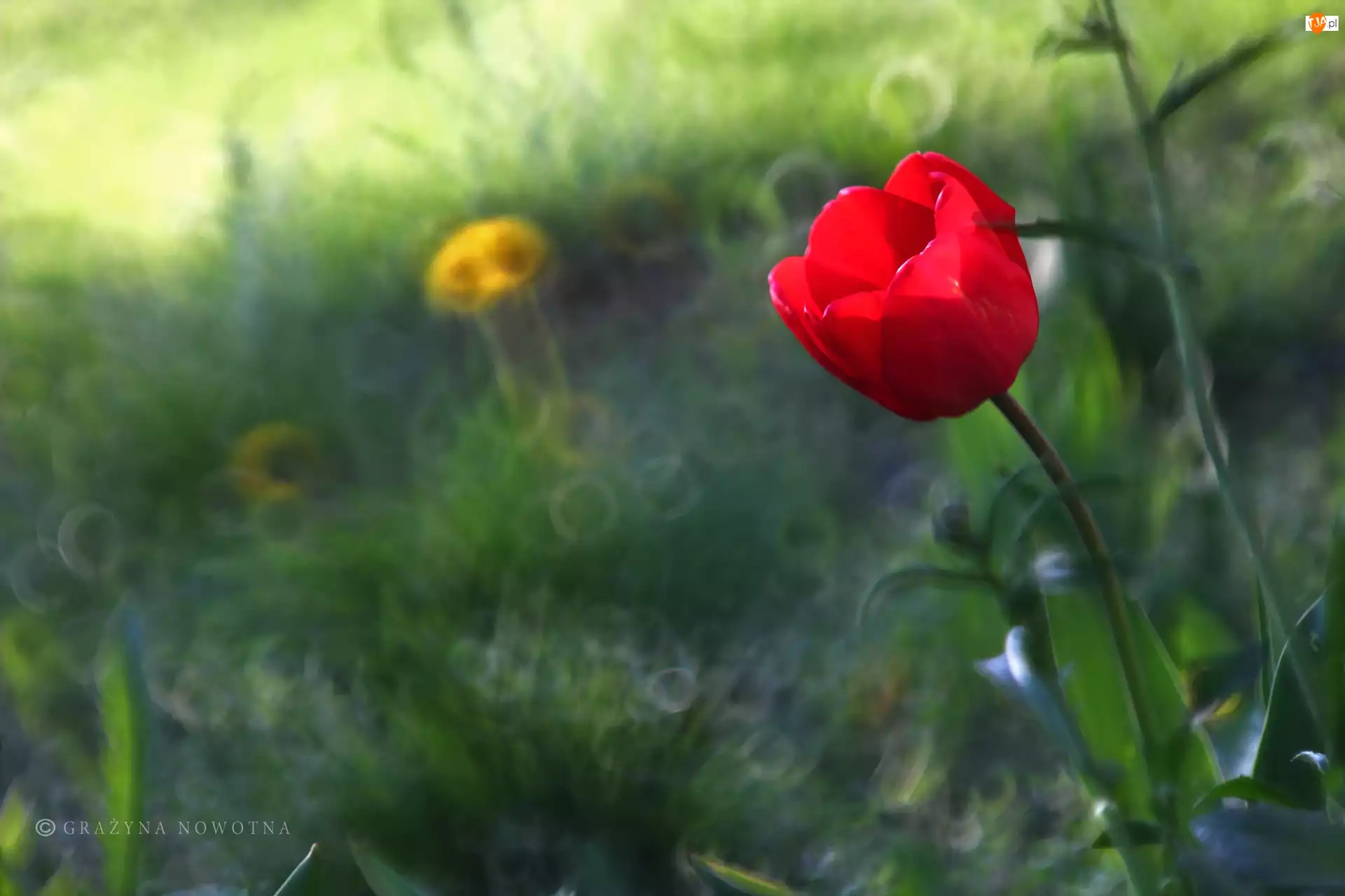 Czerwony, Bokeh, Tulipan, Kwiat