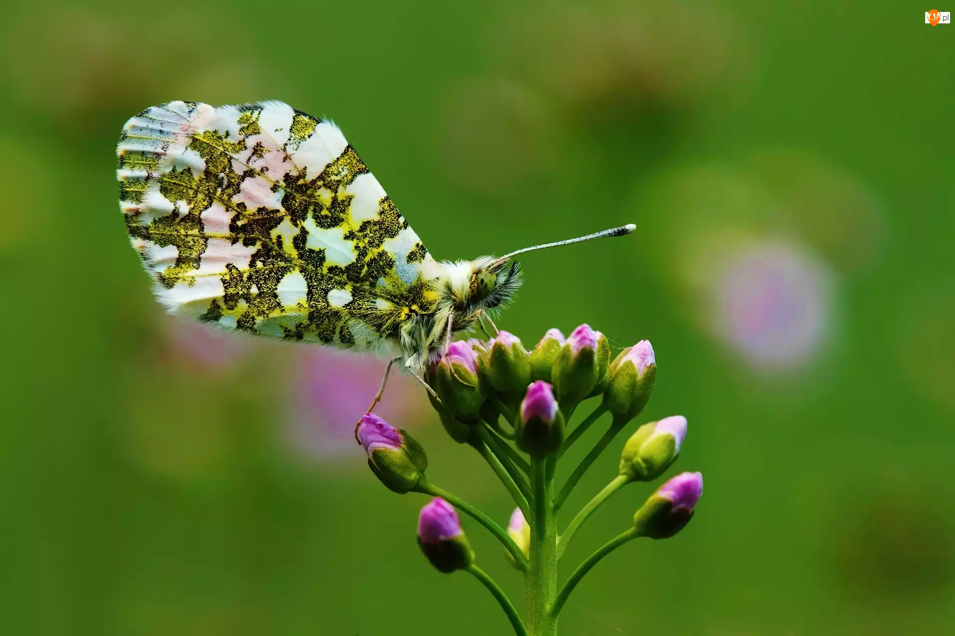Pączki, Motyl, Kwiat