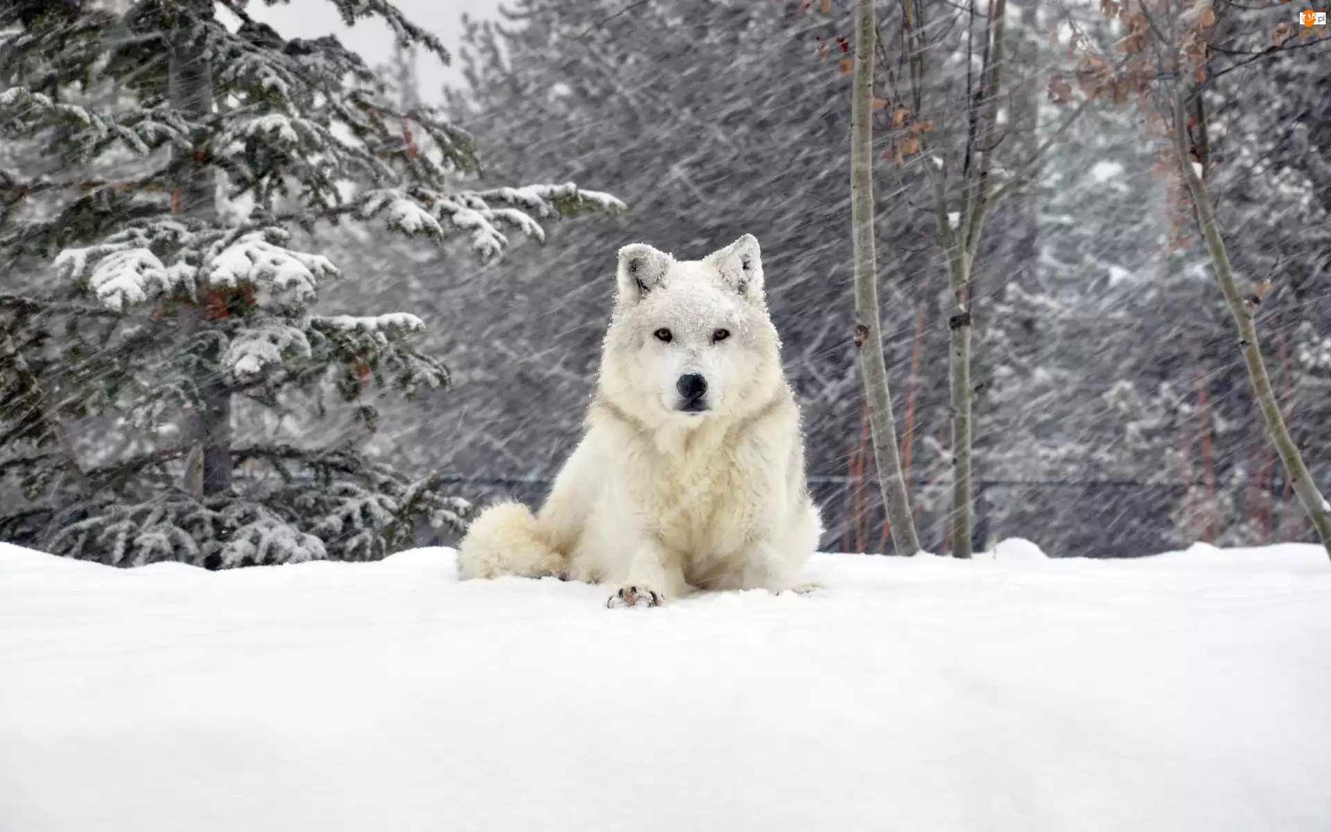 Zima, Wilk, Śnieg, Biały