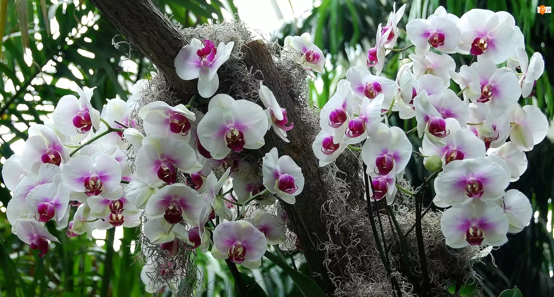Biało, Orchidea, Różowy, Storczyk