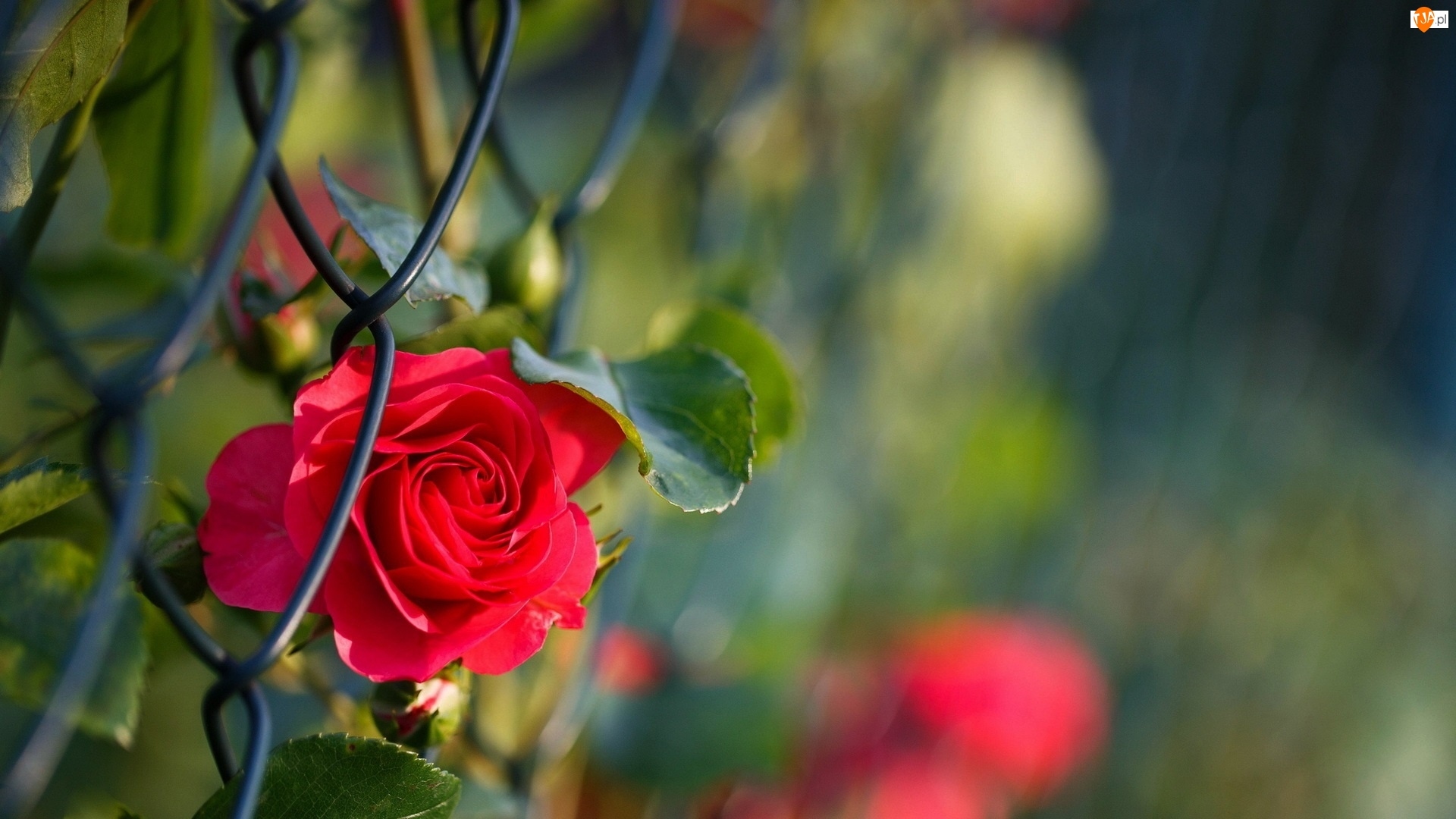 Ogrodzenie, Czerwona, Róża