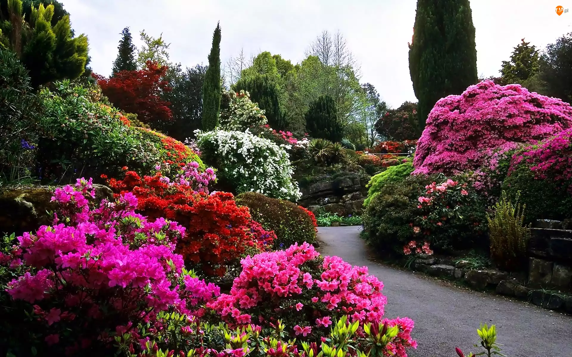 Rododendrony, Wiosna, Park