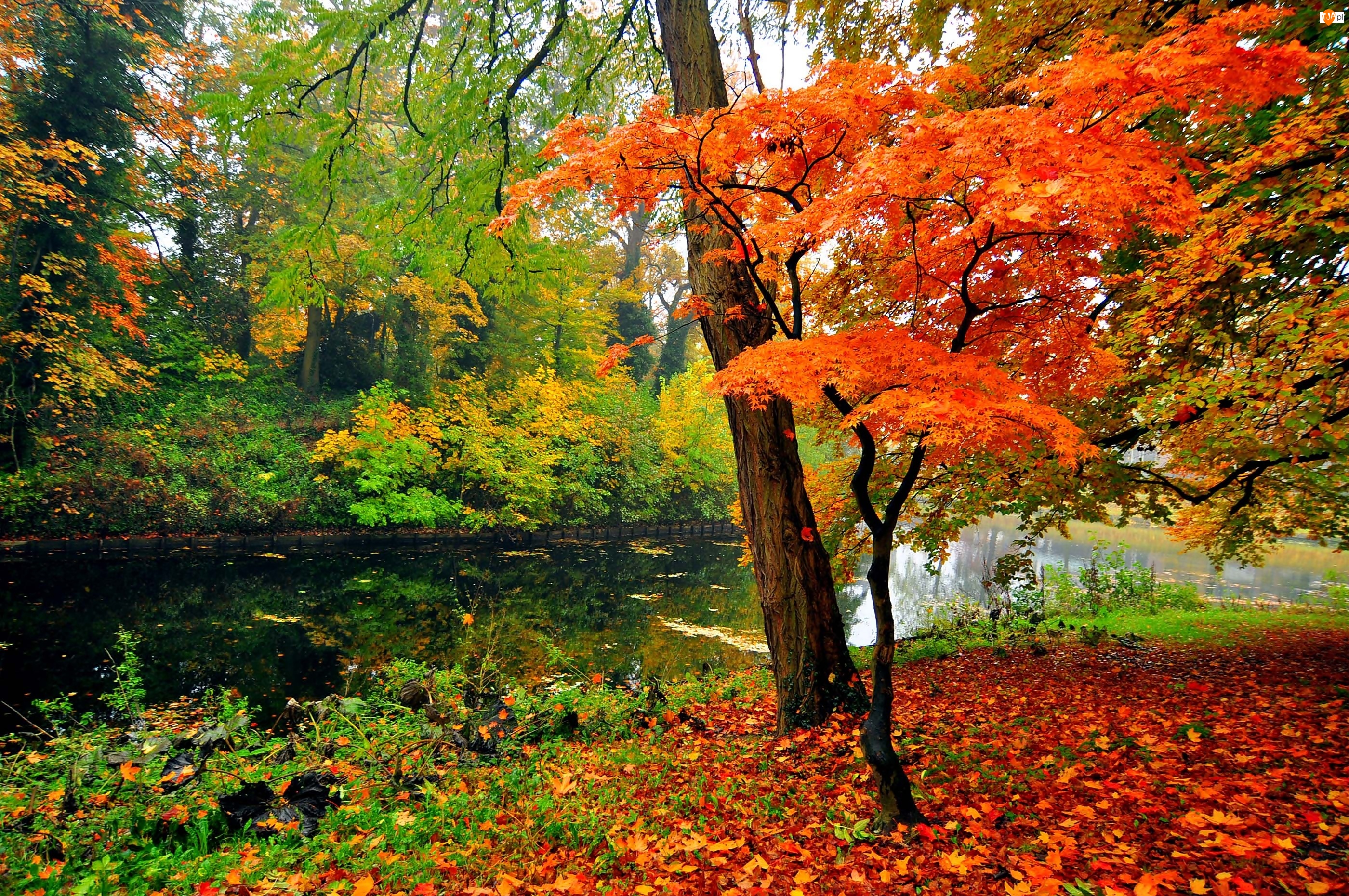 Park, Jesień, Staw, Drzewa