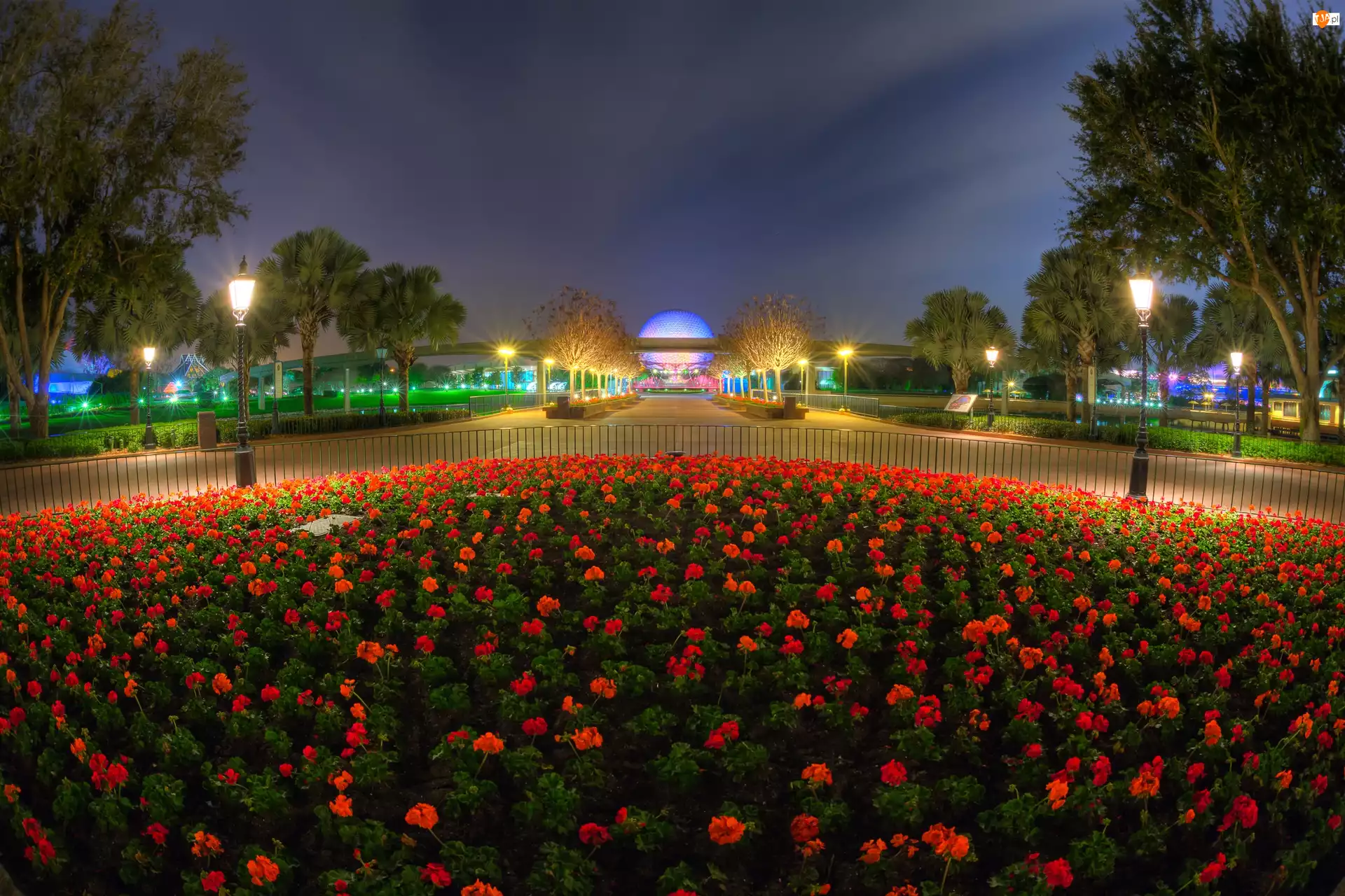 Oświetlenie, Kwiaty, Disneyland, Klomb, Noc, Czerwone