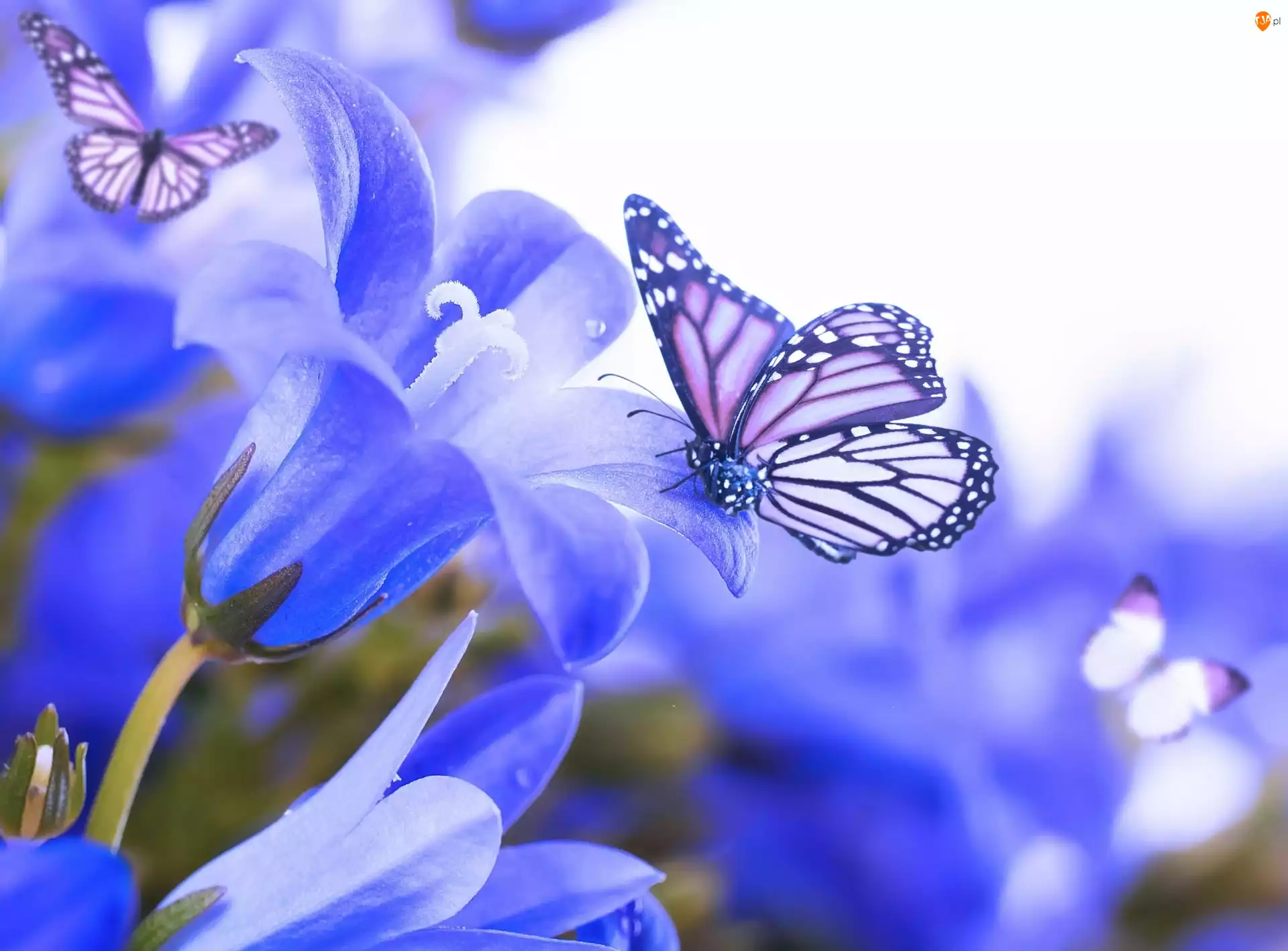 Motyle, Niebieskie, Kwiaty