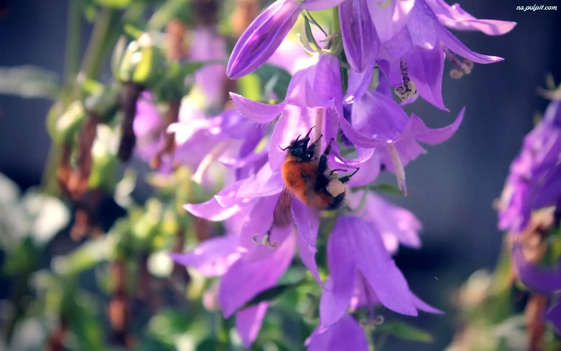 Pszczoła, Kwiaty, Nektar, Fioletowe