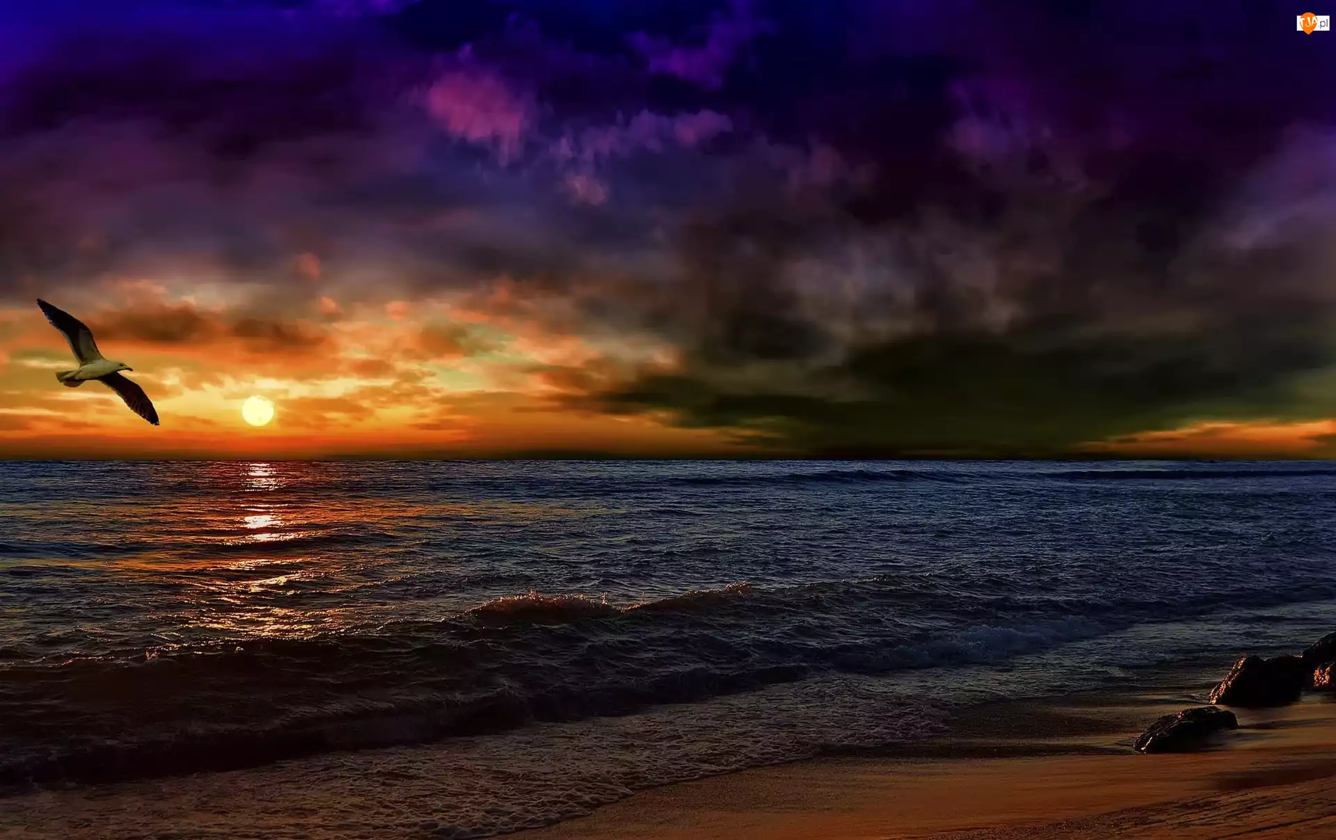 Mewa Zachód słońca, Morze, Chmury