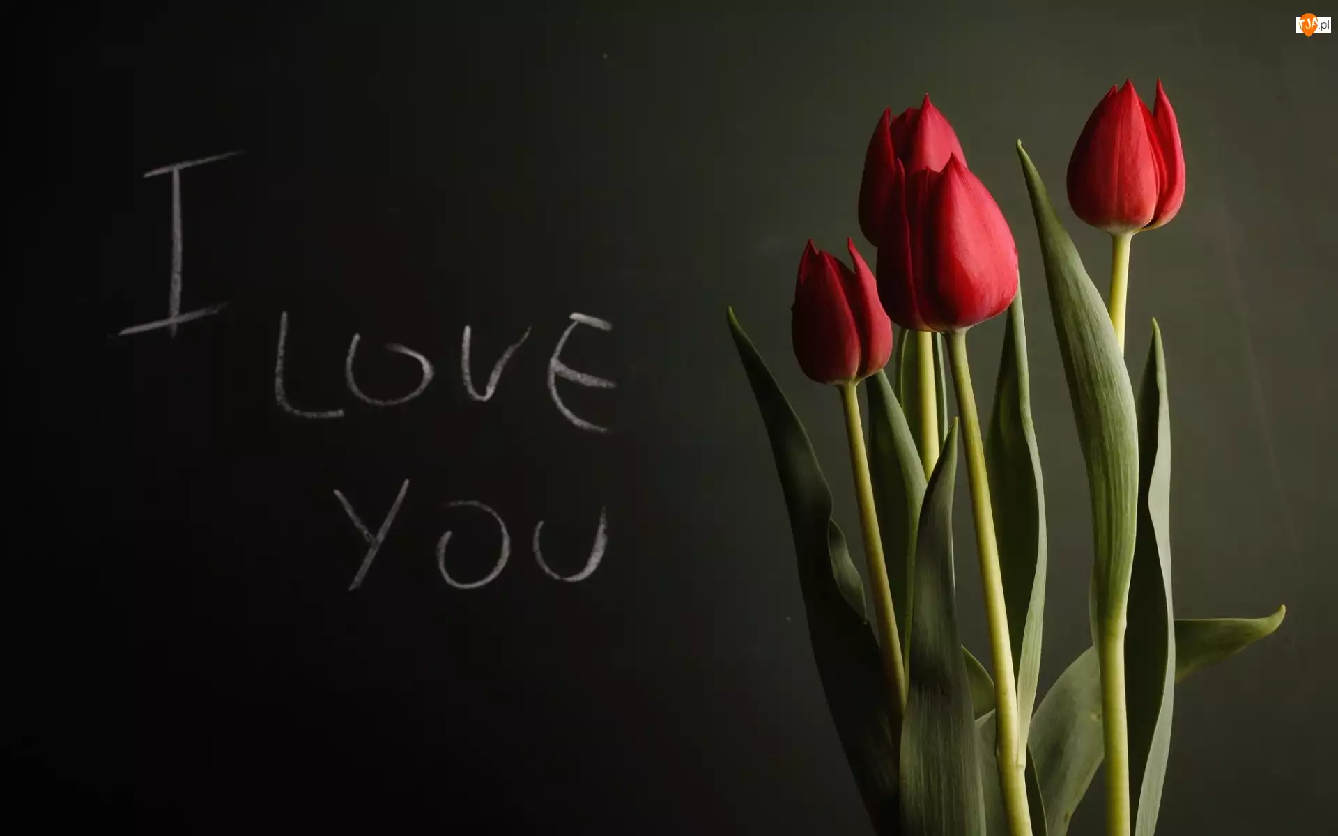 Love, Tulipany