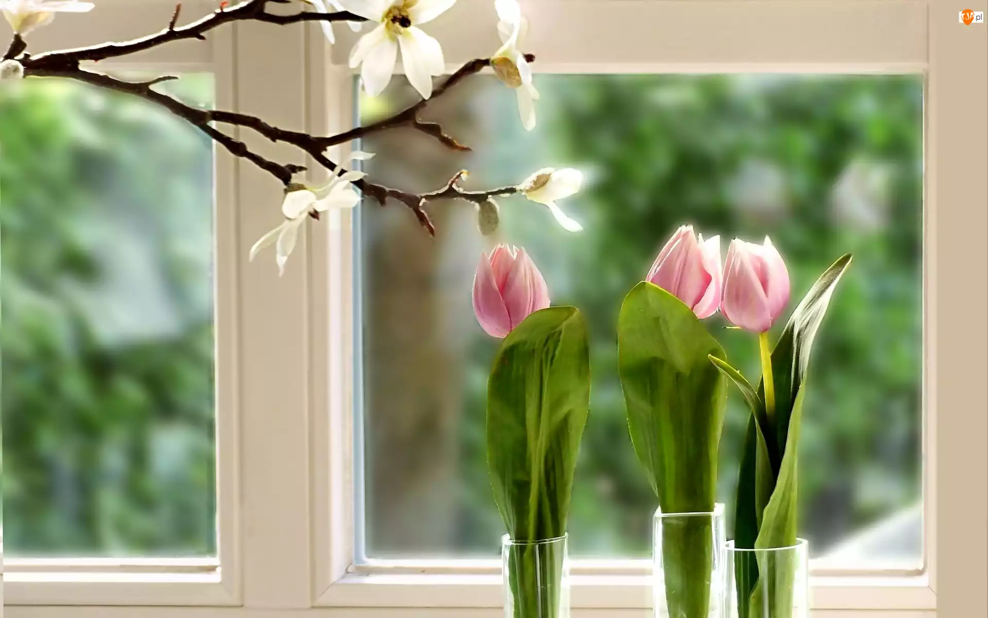 Tulipany, Okno