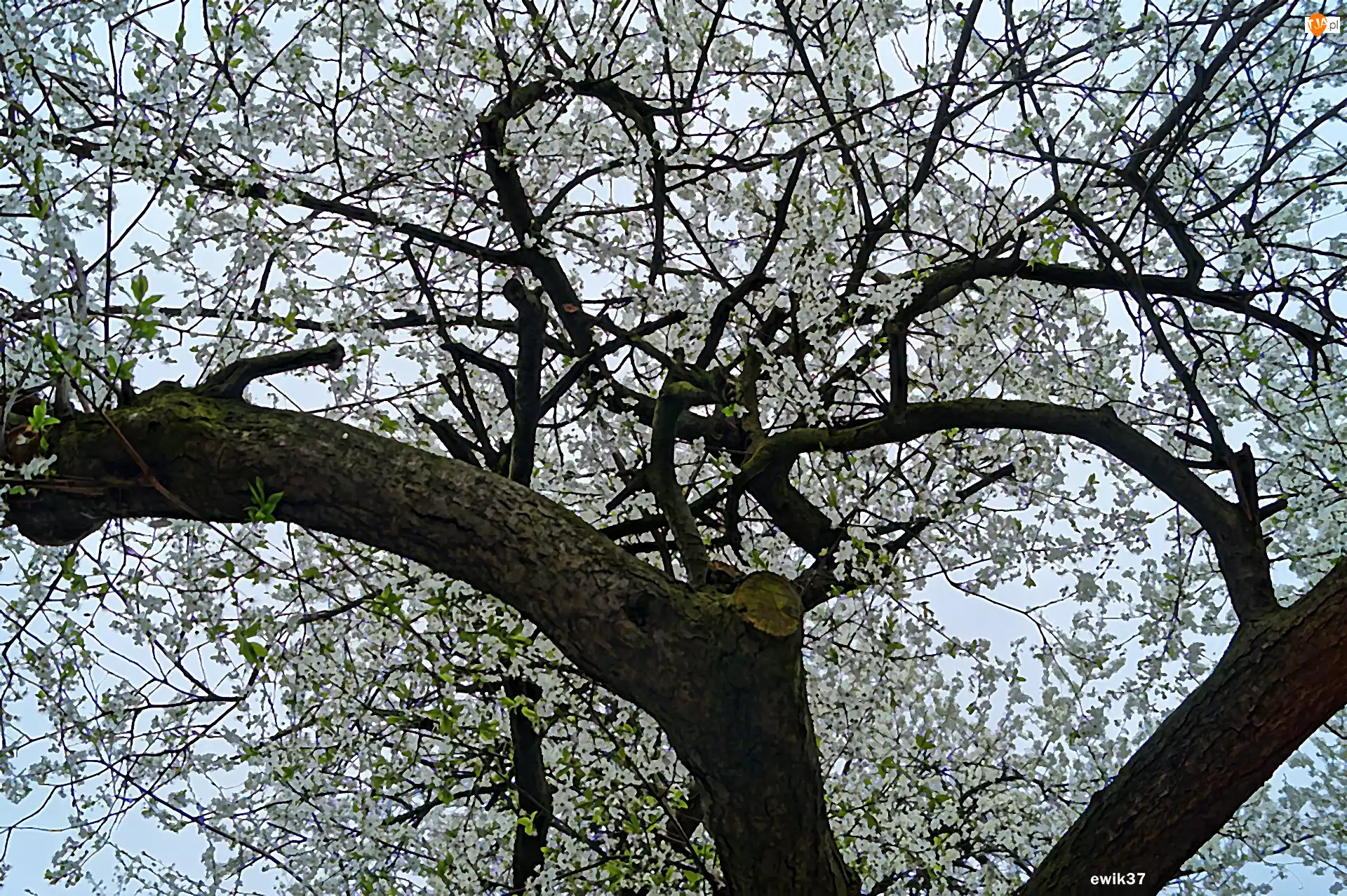 Kwiaty, Wiosna, Drzewo