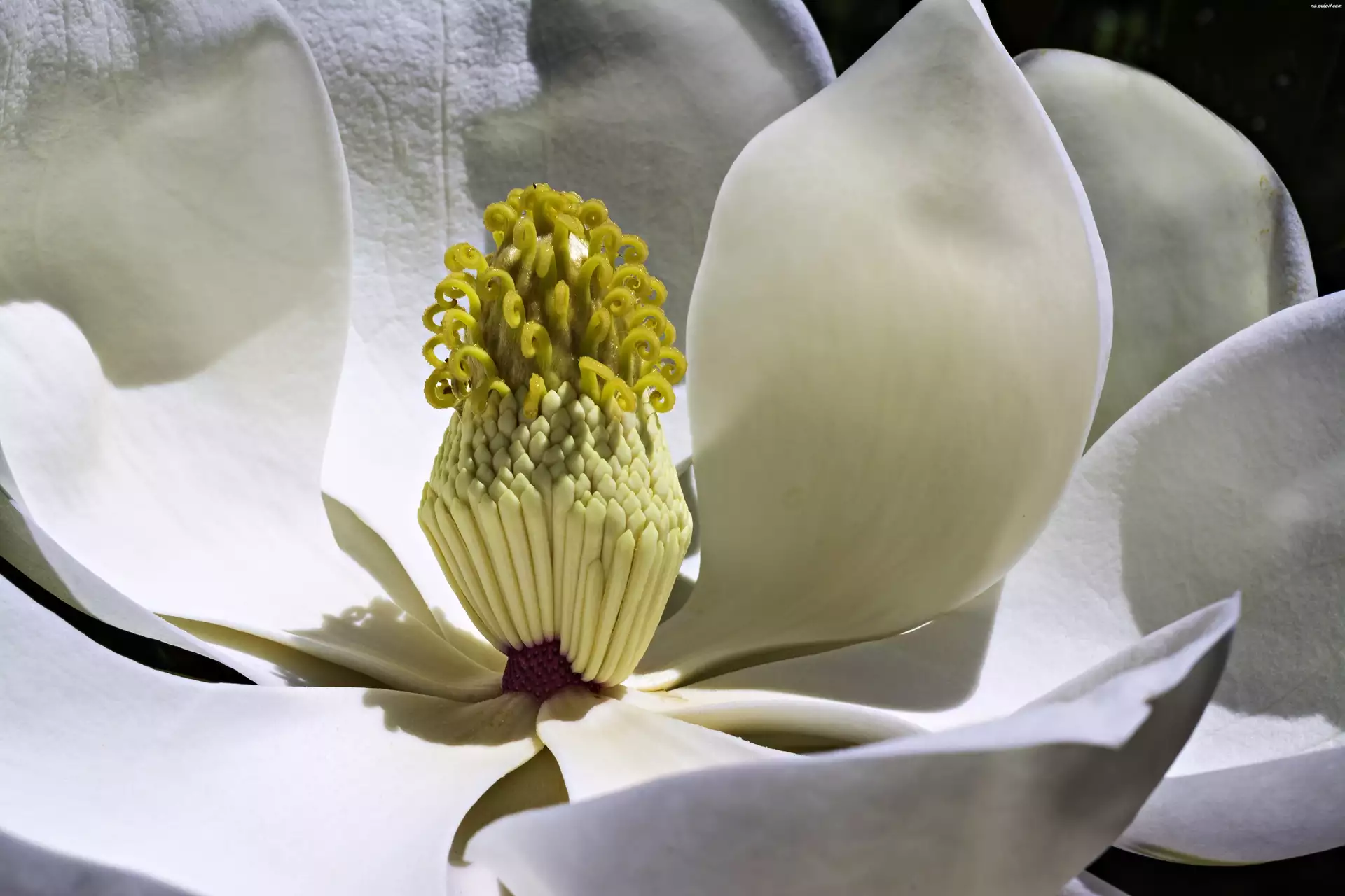 Magnolia, Makro, Biały, Kwiat