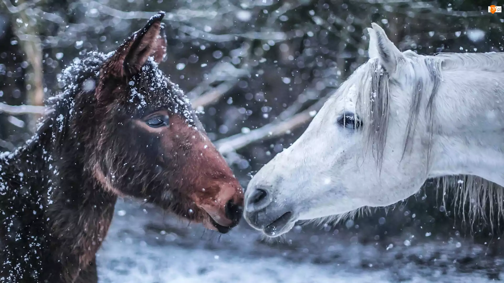Konie, Zima, Dwa