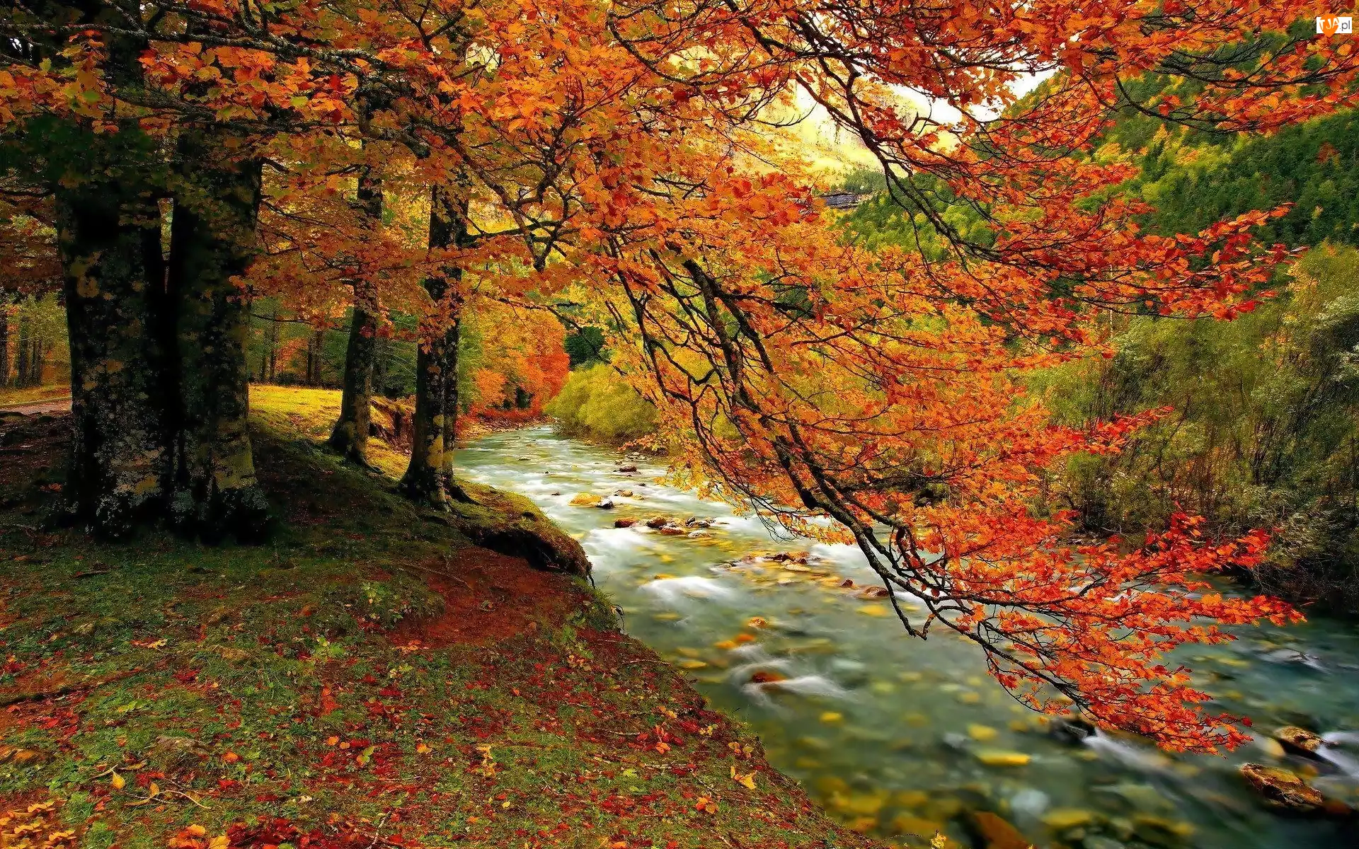 Potok, Jesień, Las, Góry