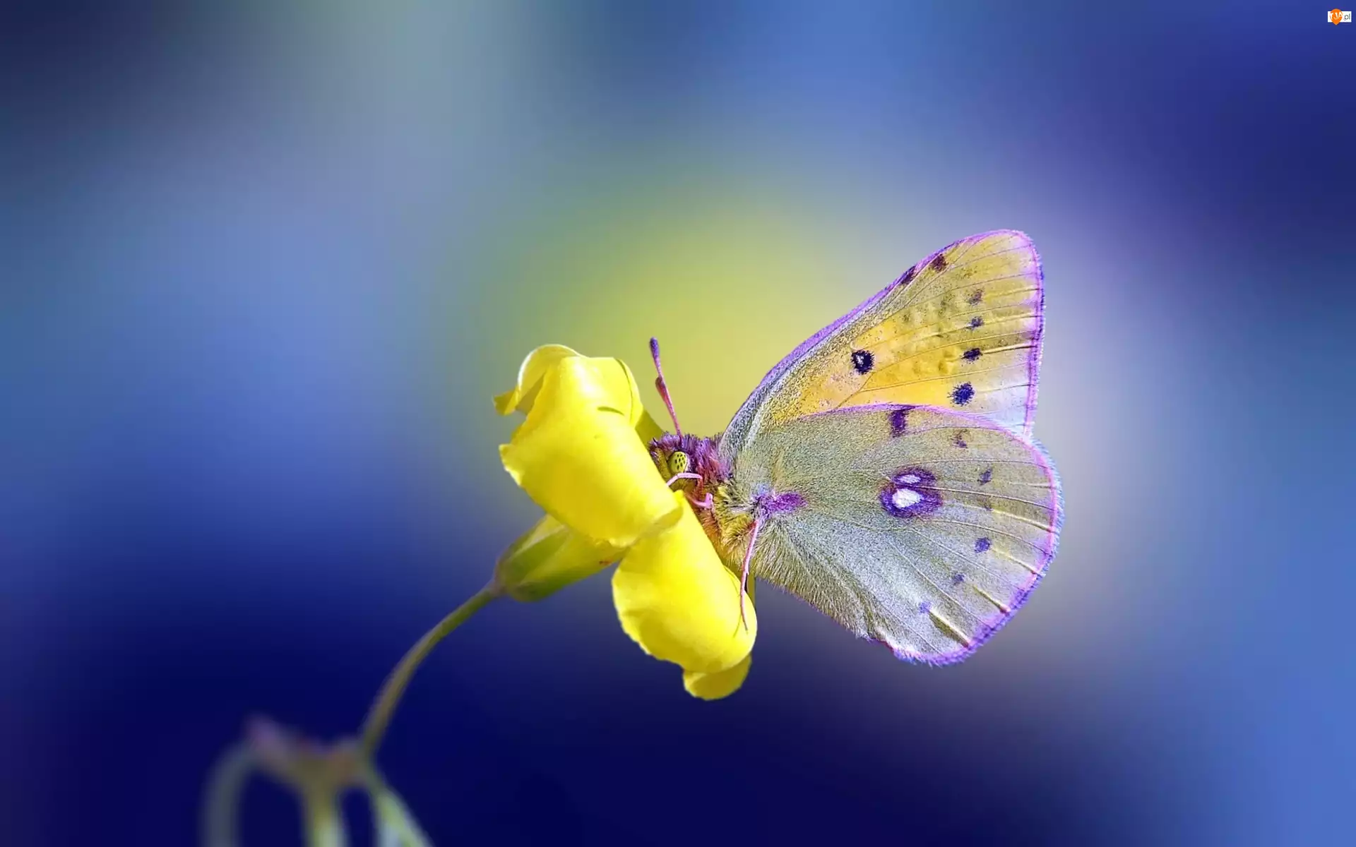 Kwiatek, Motyl, Motylek, Żółty