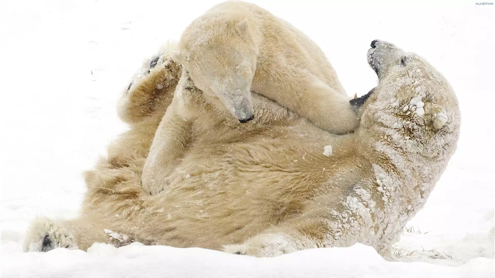 Śnieg, Dwa, Niedźwiedzie, Polarne