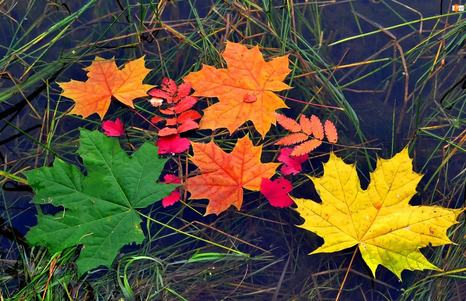 Jesień, Kolorowe liście, Woda