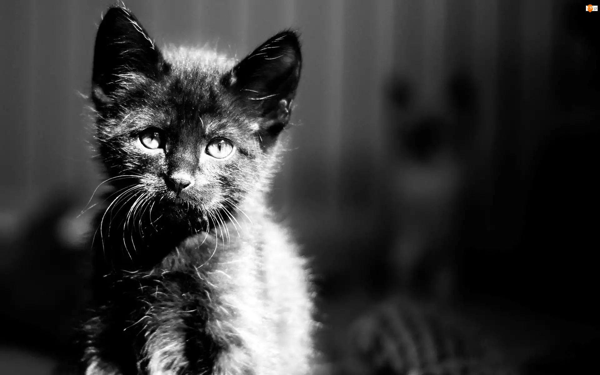 Kot, Czarno-Białe, Kotek, Zdjęcie
