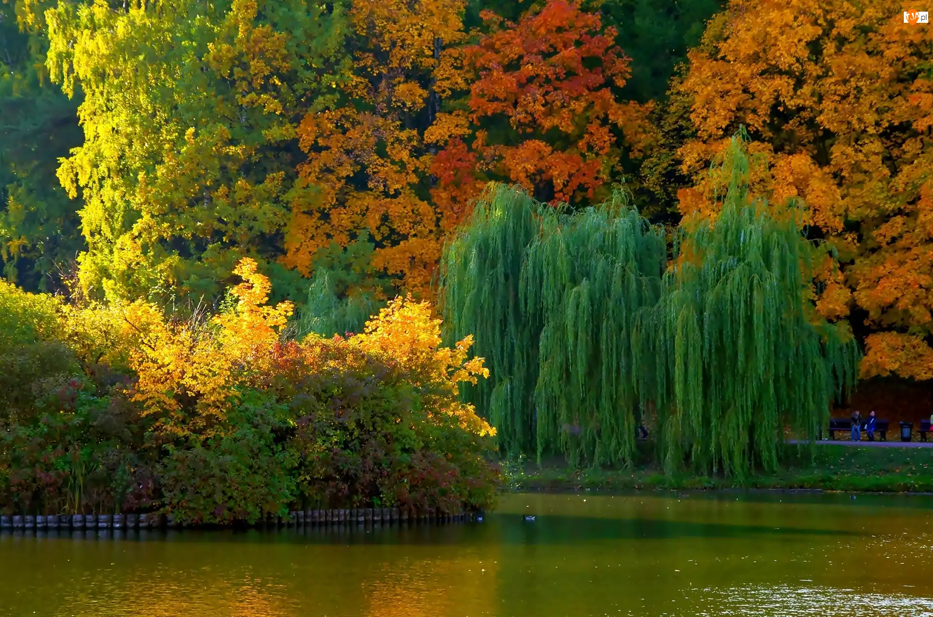 Jesień, Drzewa, Staw, Park, Kolorowe