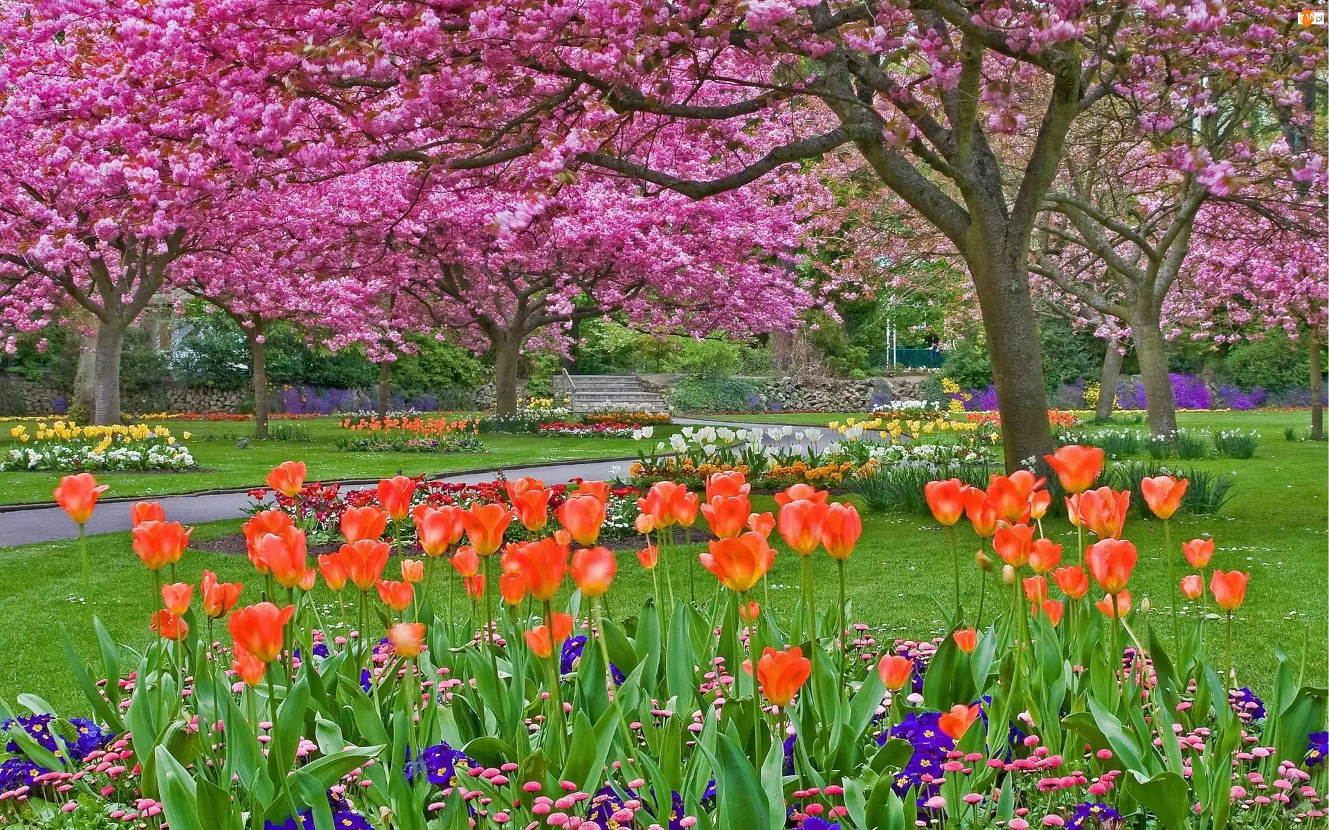 Tulipany, Drzewa, Alejki, Park, Wiosna, Kwitnące, Klomby