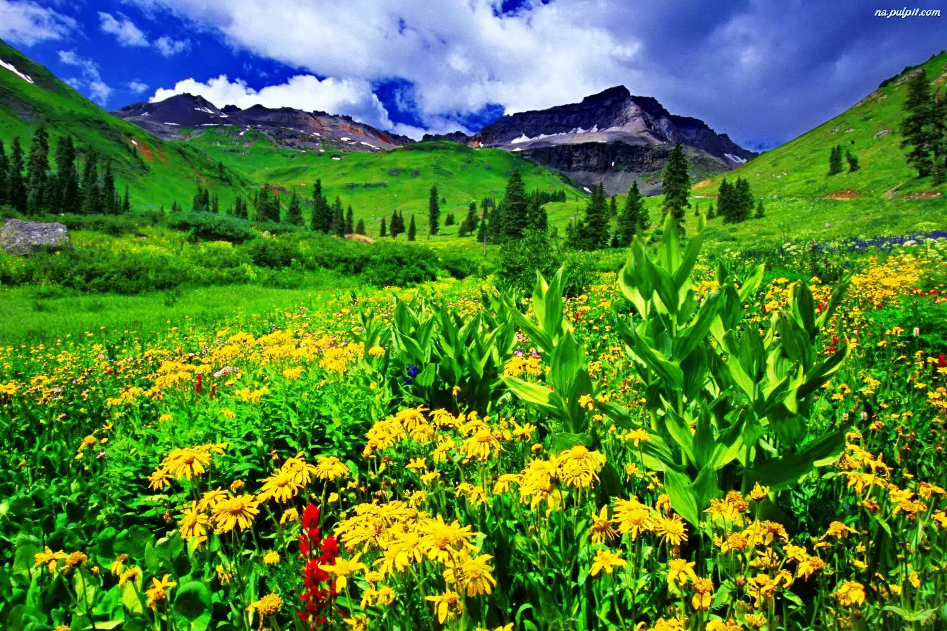 Kwiatki, Góry, Łąka