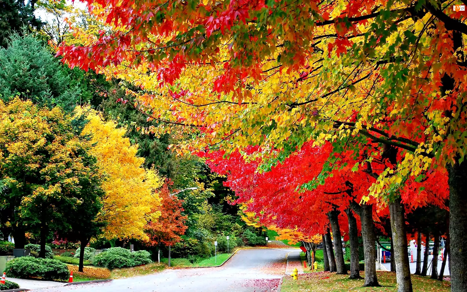 Kolorowe Drzewa, Park, Jesień, Aleja