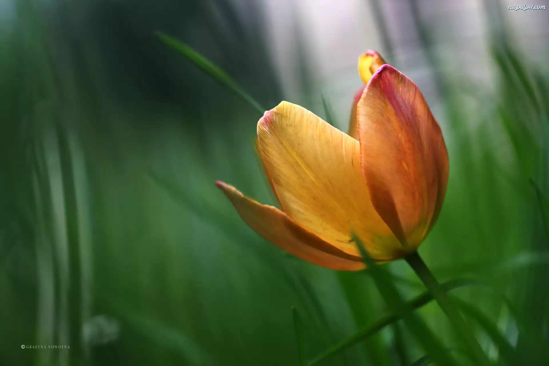 Płatki, Tulipan, Kwiat