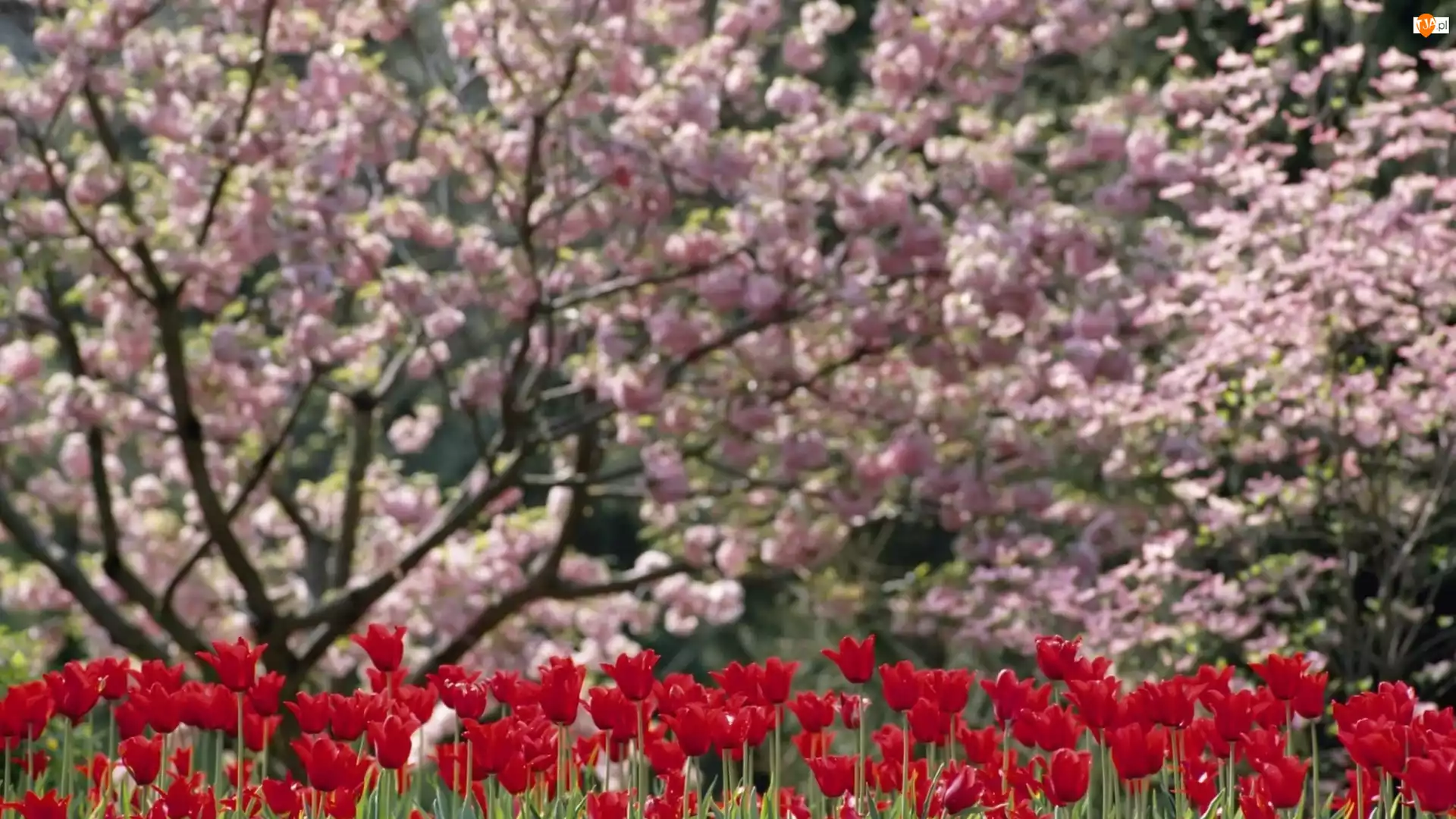 Drzewa, Tulipany, Kwitnące, Ogród, Czerwone