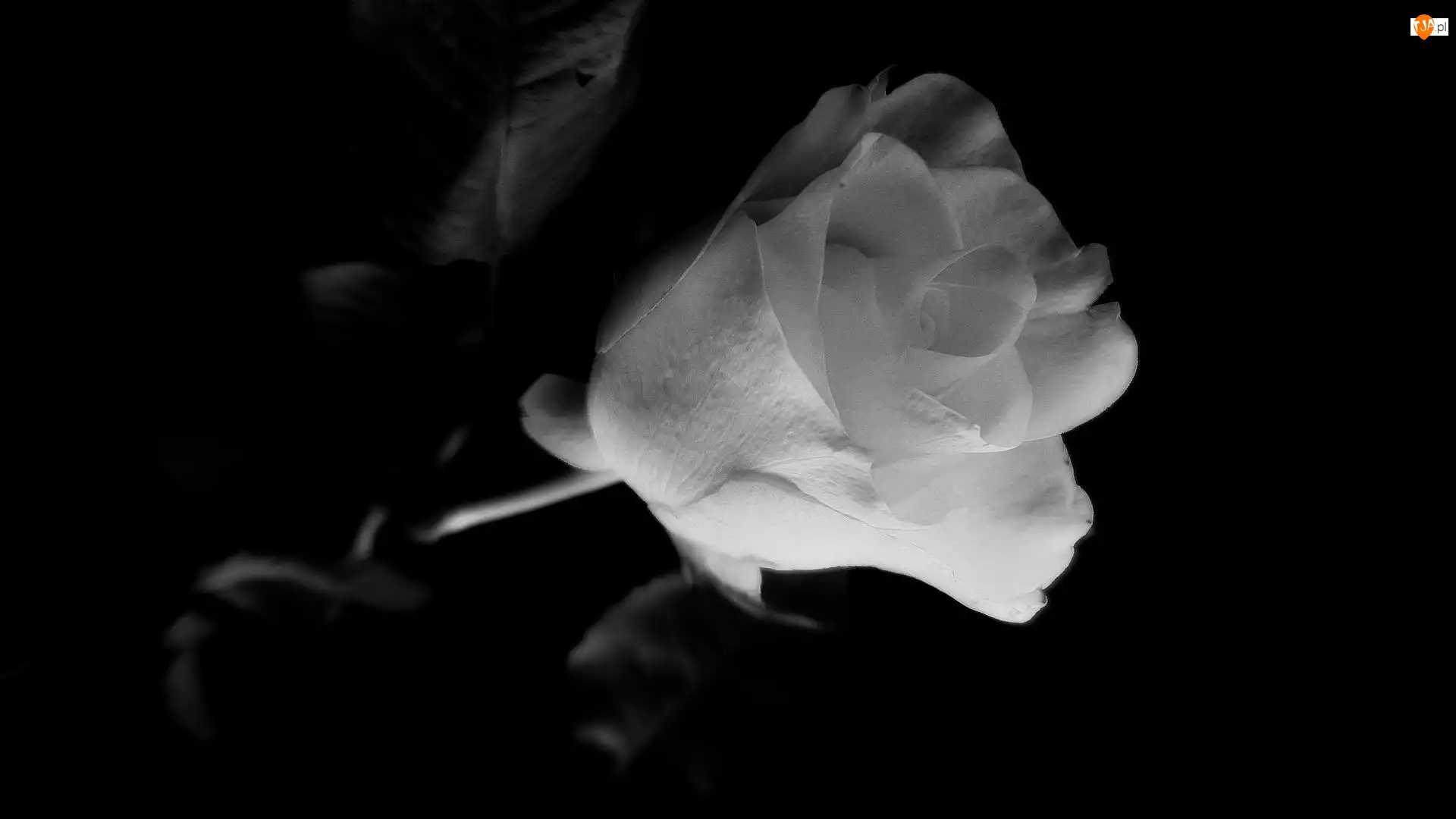 Czarno-Biała, Kwiat, Róża