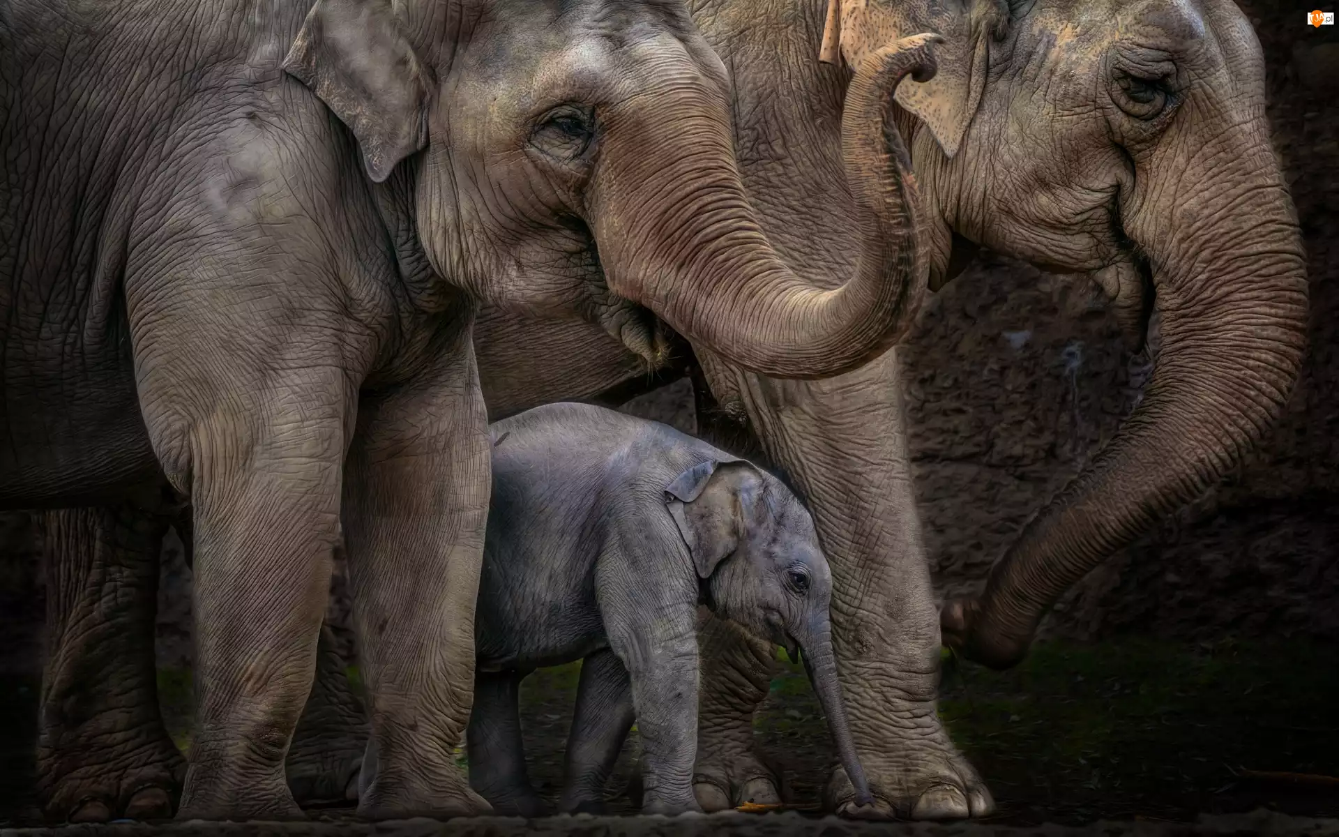 Słonie, Rodzinka