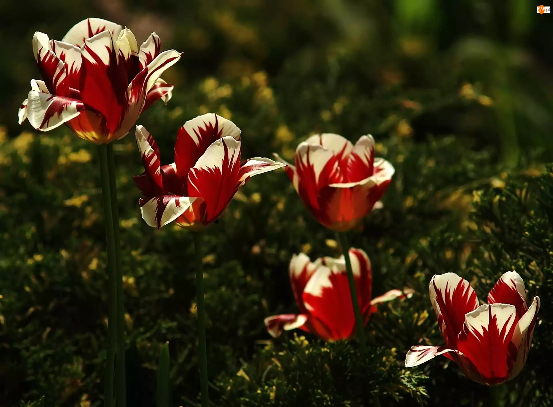 Tulipany, Czerwono, Białe