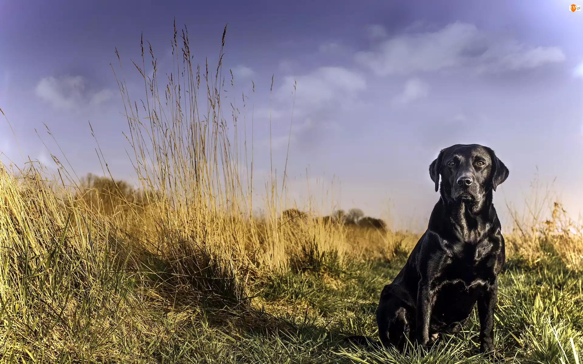 Labrador Retriever, Trawa