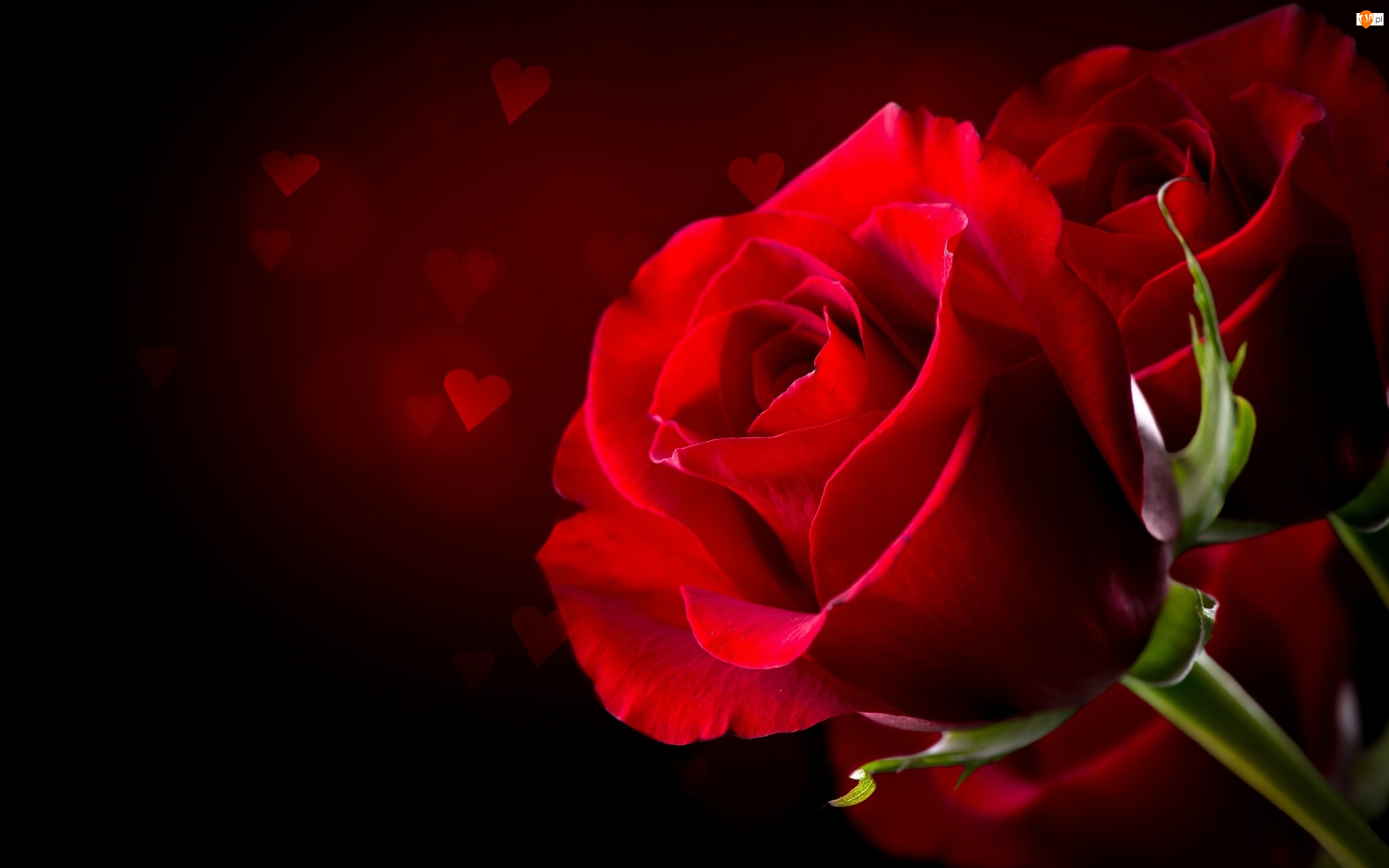 Róże, Walentynki, Serca, Czerwone