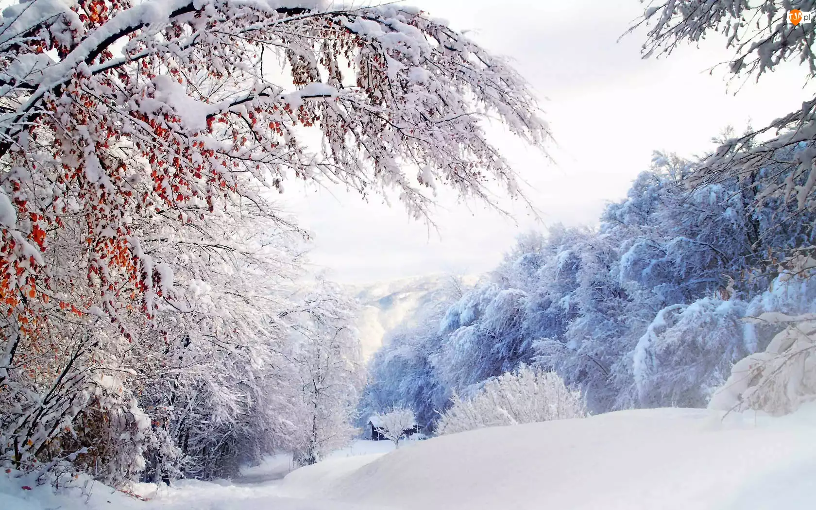 Domek, Zima, Las, Śnieg, Drzewa