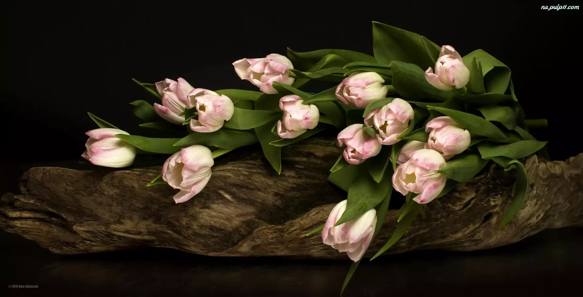 Różowe tulipany, Bukiet