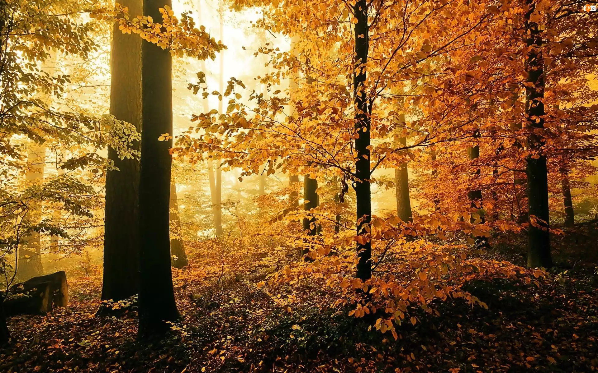 Jesień, Las, Drzewa, Liście