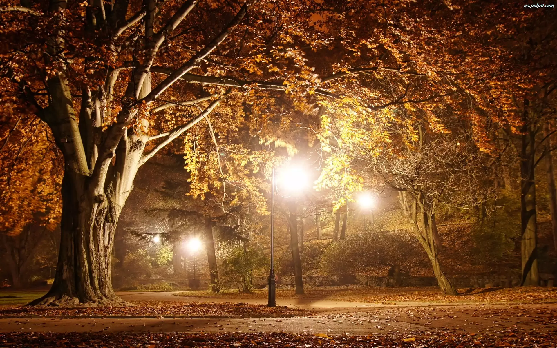 Jesien, Park, Drzewa